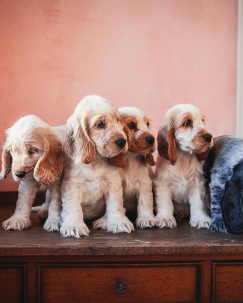 Five Cocker Spaniel Puppies in Line