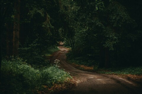 Dirt Road Through Dense Forest