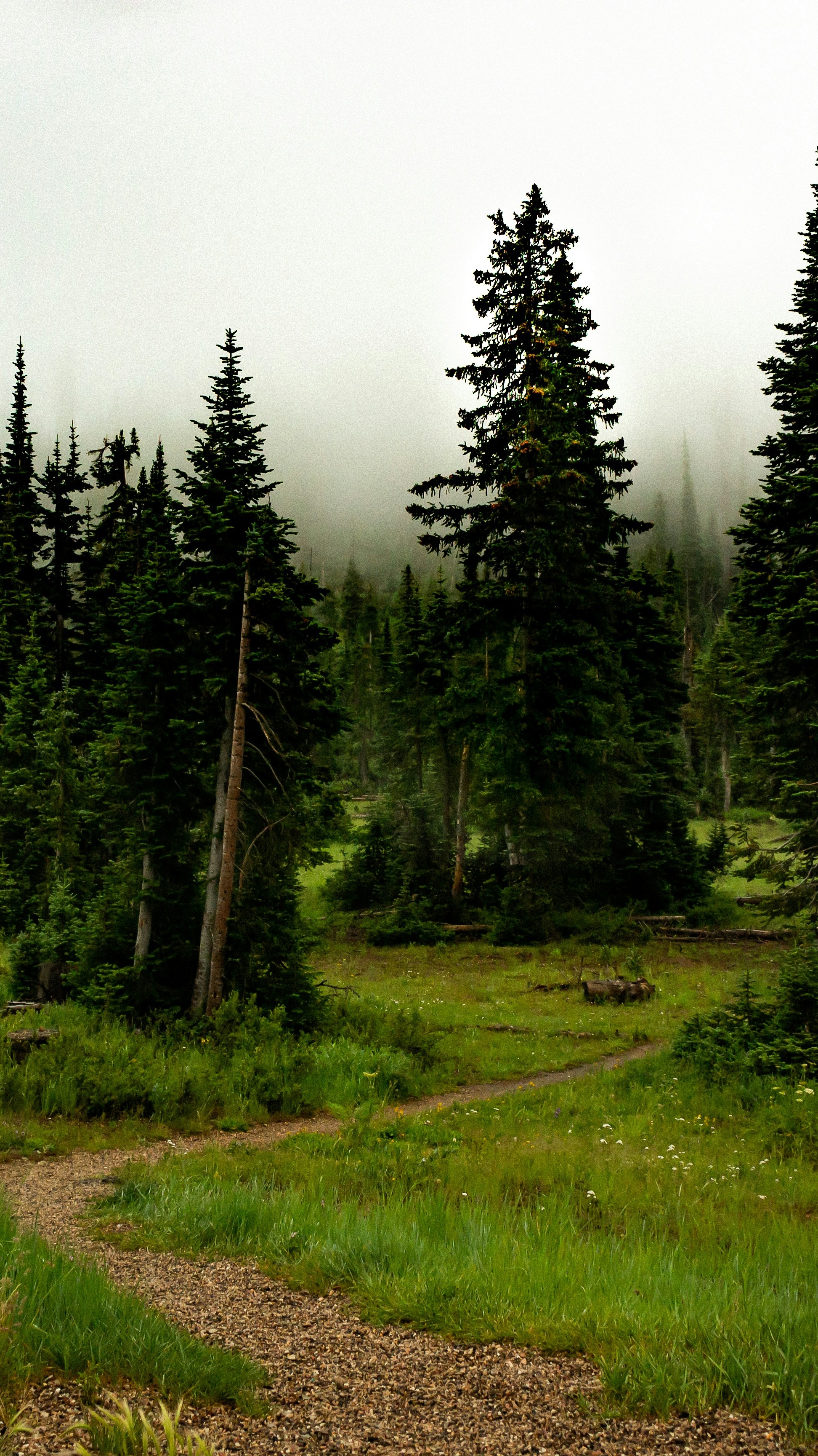 Foggy Conifer Forest Hiking Trail