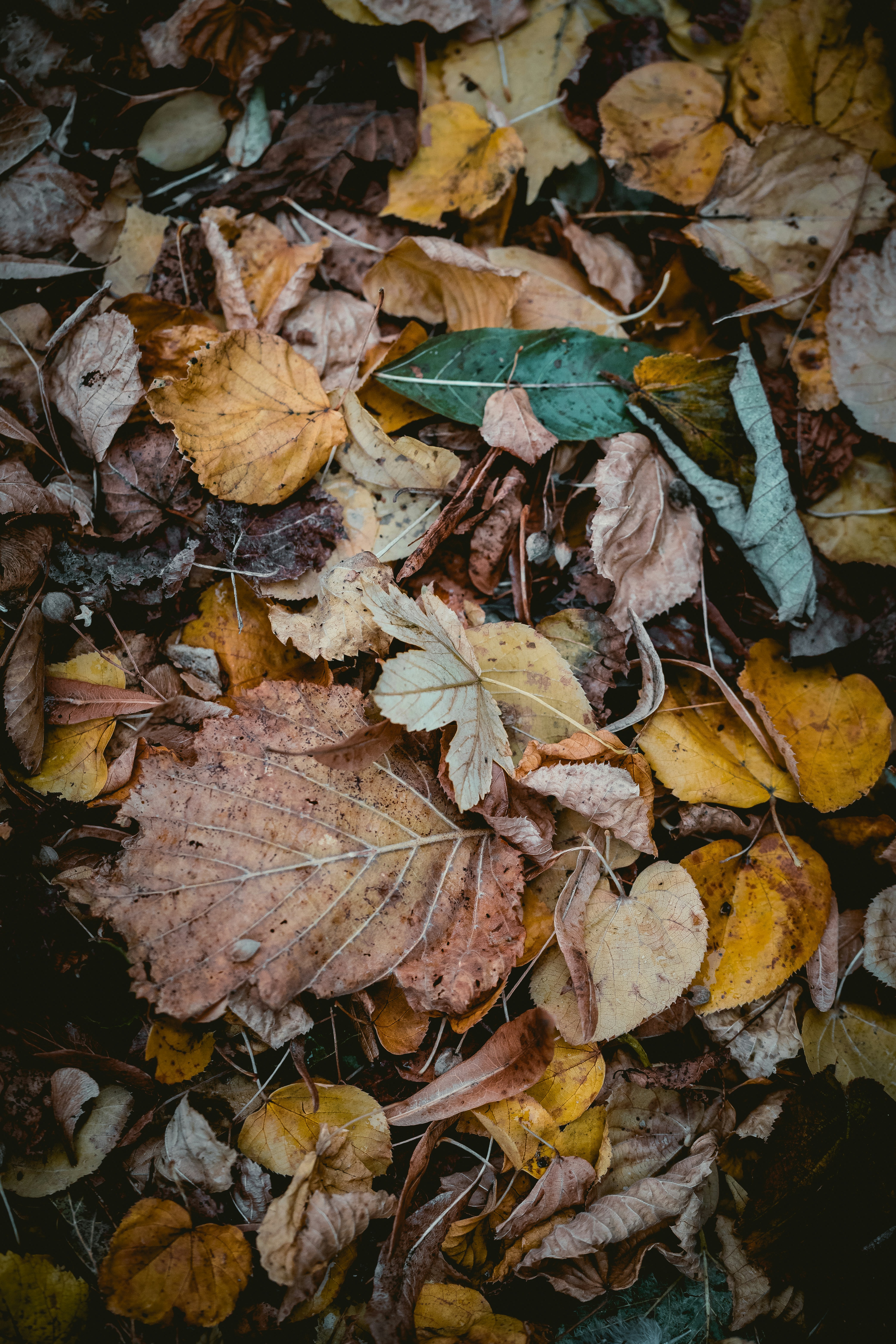 Fallen Autumn Leaves