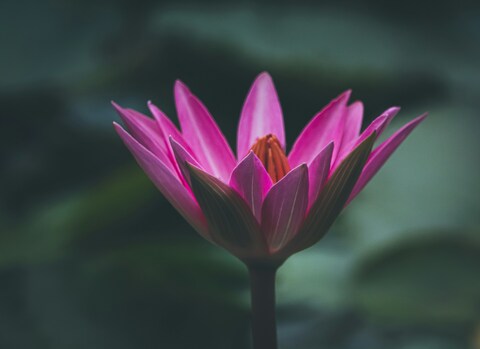 Pink Water Lily Close-up