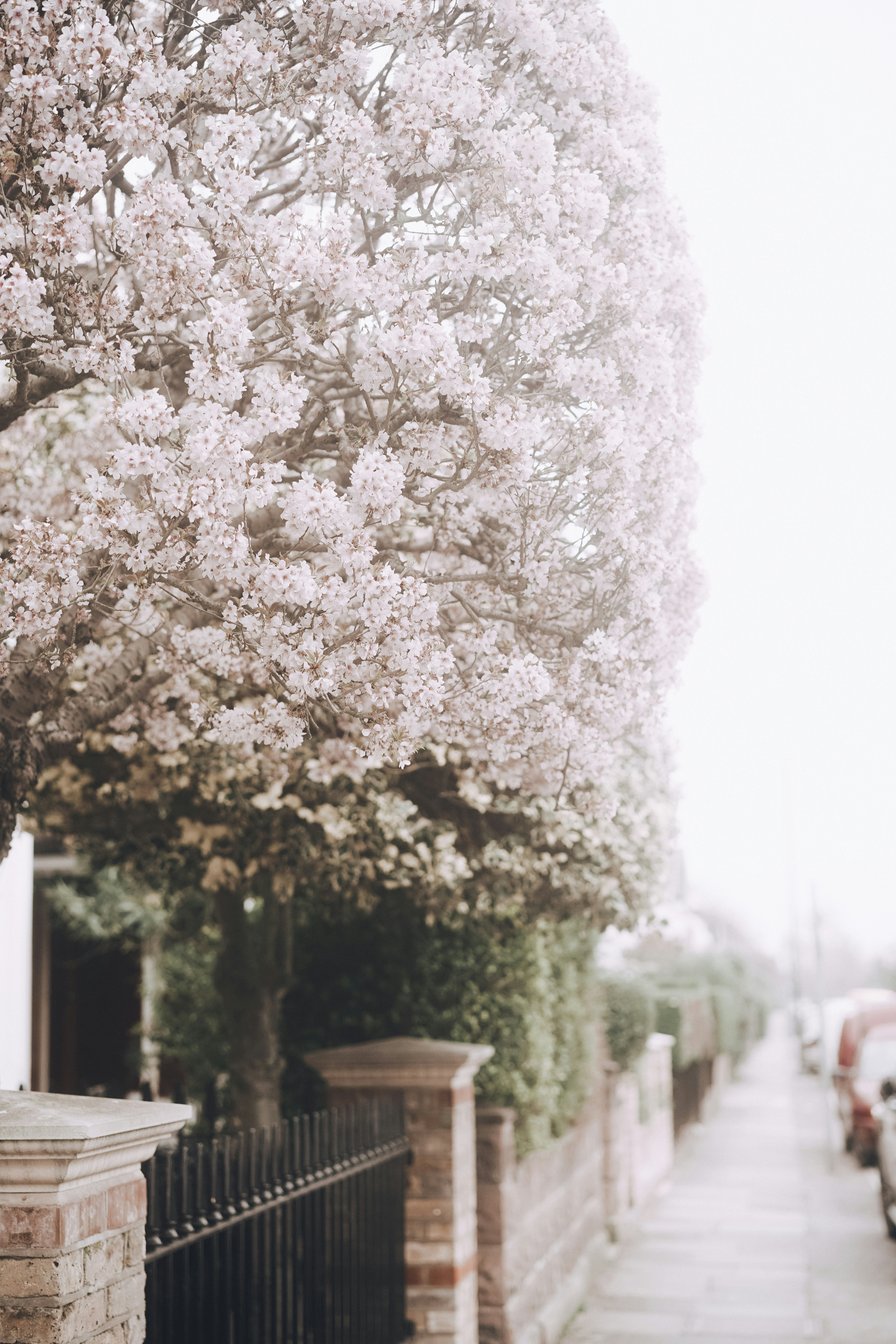 Cherry Blossoms Along Residential Street