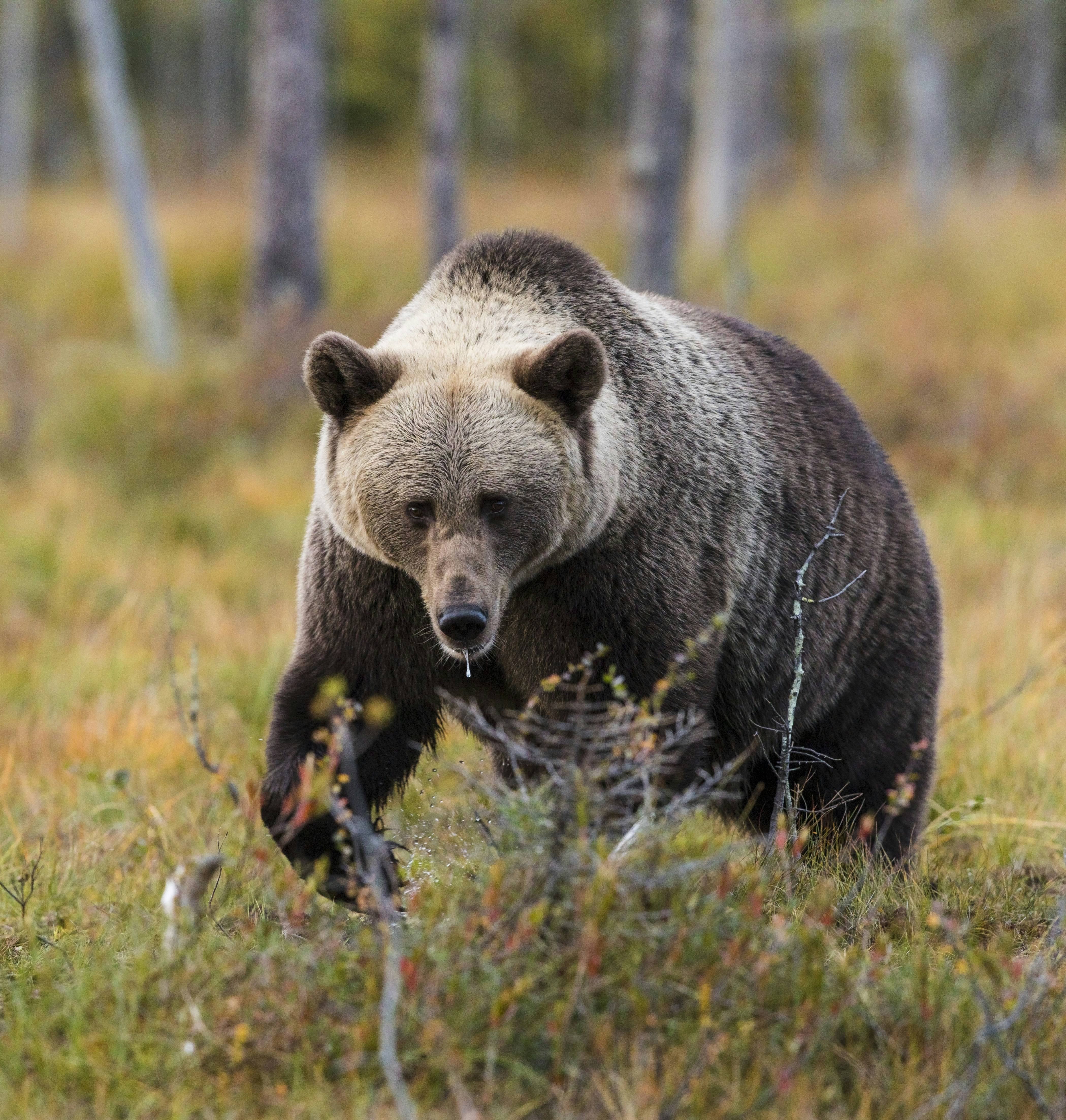 Brown Bear Walking Through Forest
