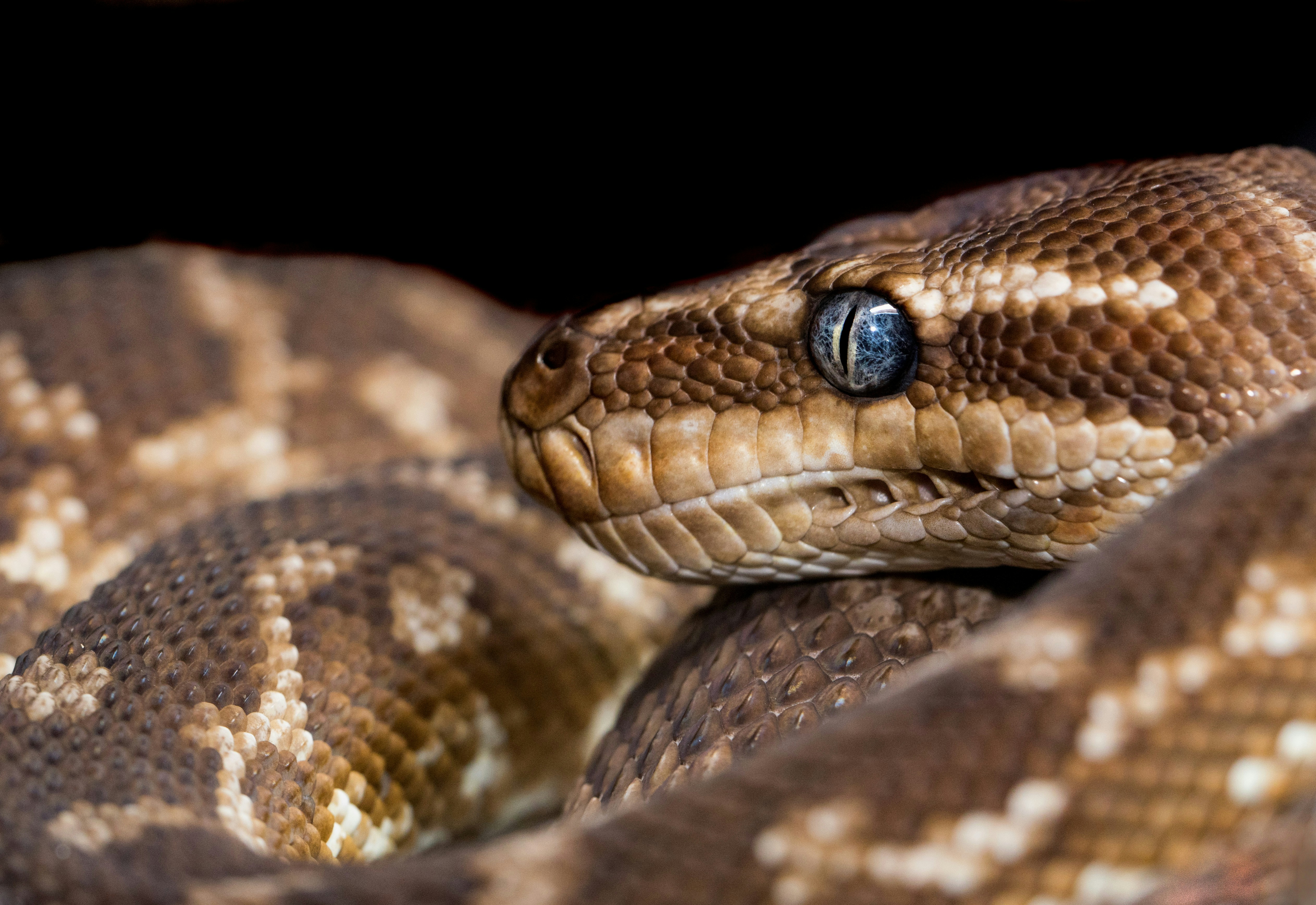 Close-up of a Python Snake Head
