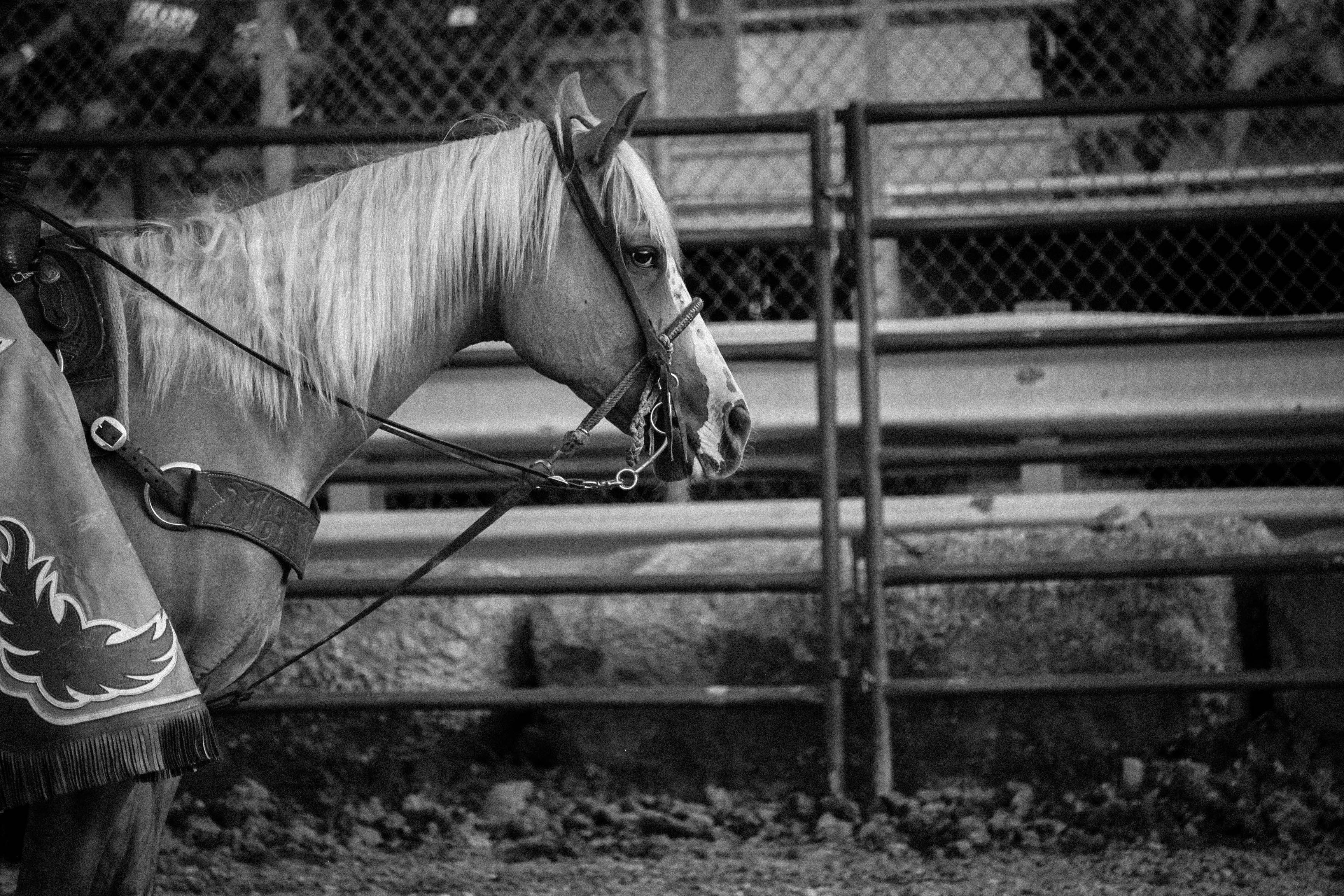 Saddled Horse Standing in Corral