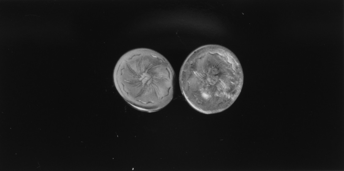 Two Jellyfish Specimen Slides