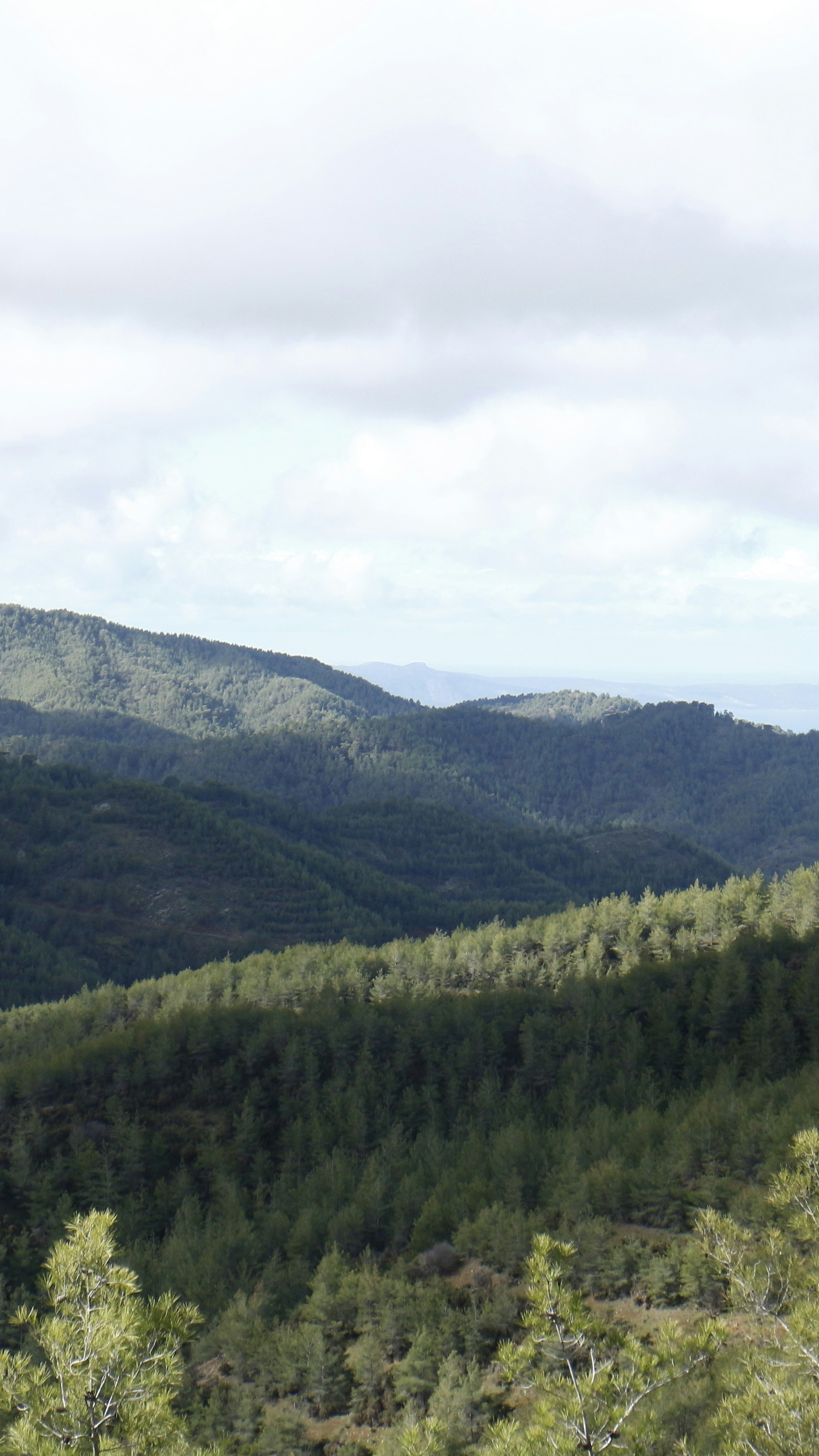 Forested Mountain Range Under Overcast Sky