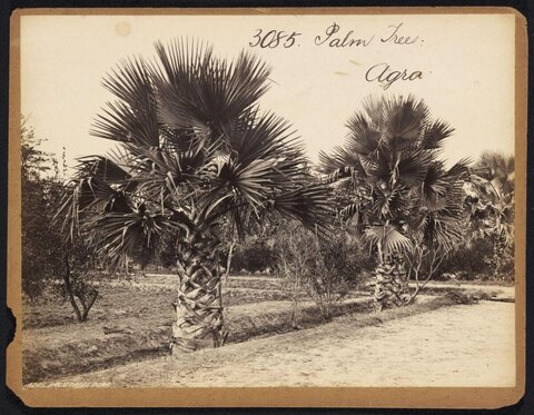 Palm Trees in Agra