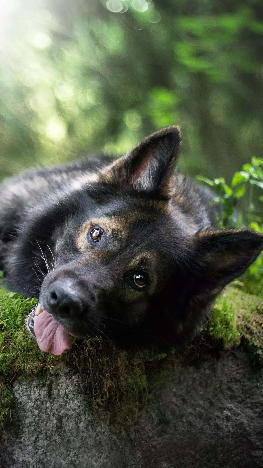 German Shepherd Resting in Forest