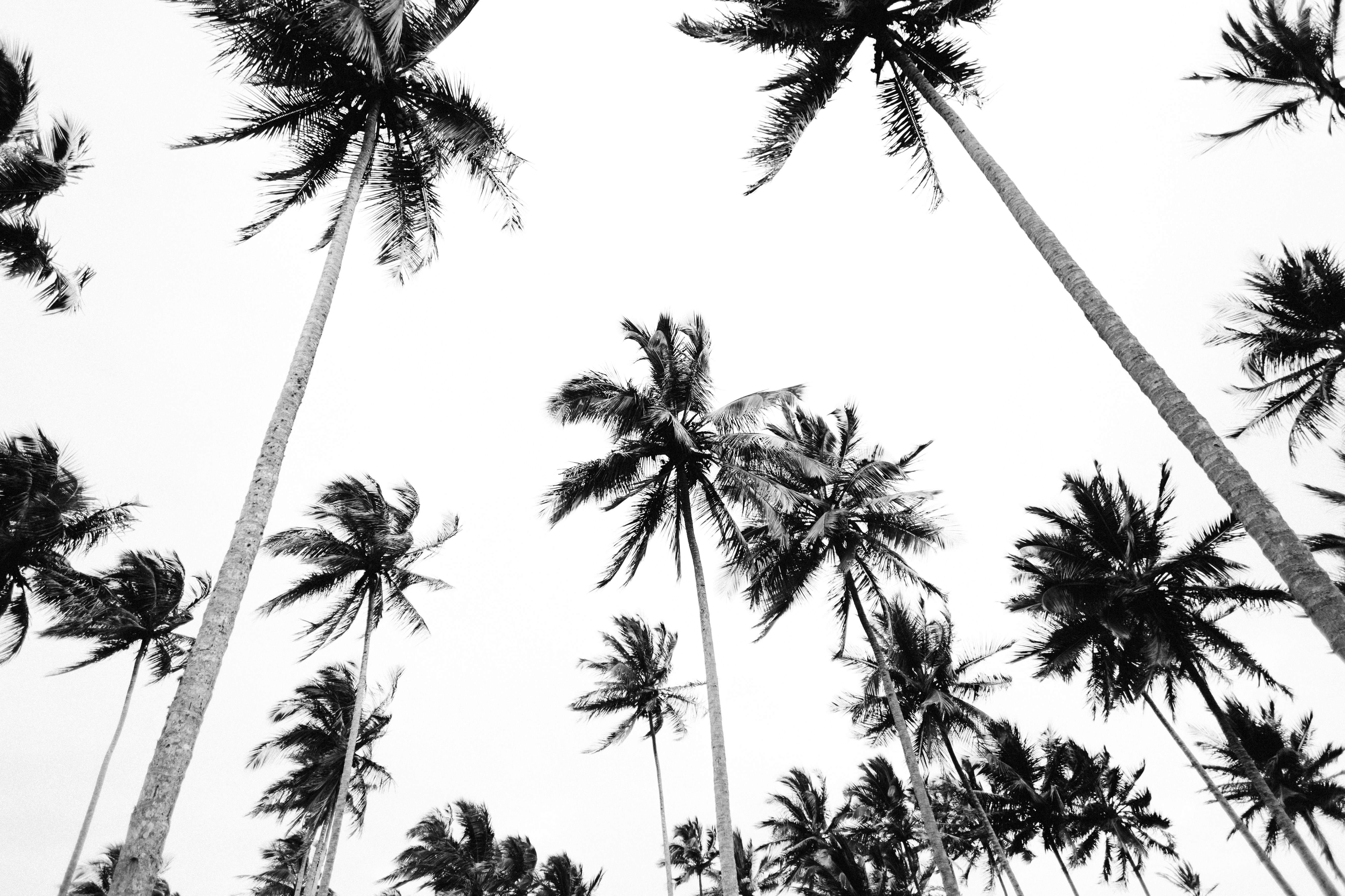 Black and White Low Angle Coconut Palms