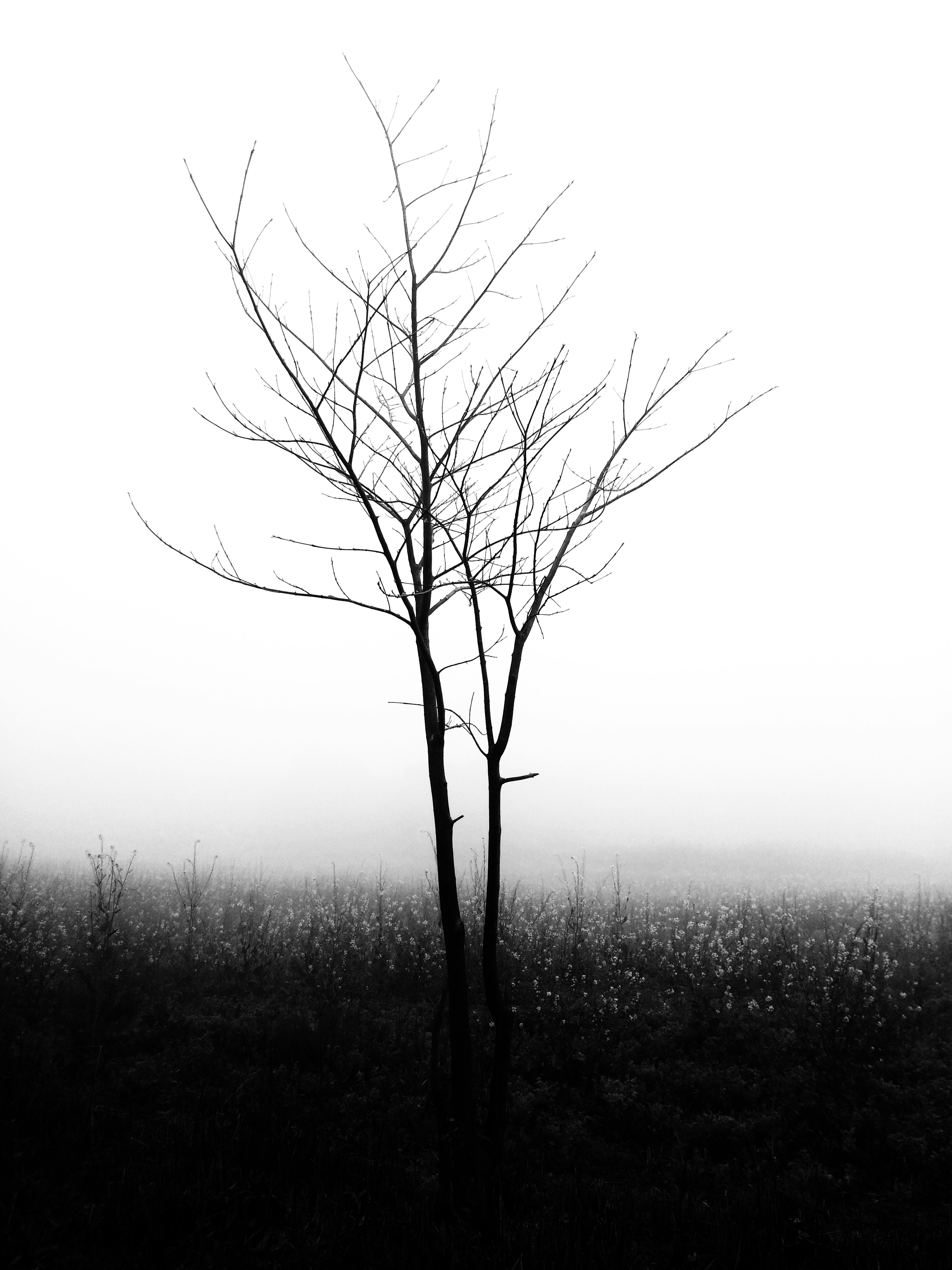 Bare Tree in Foggy Meadow