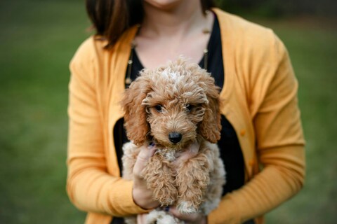 Woman Holding Apricot Poodle Puppy
