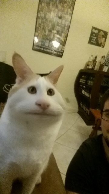 Funny Human-Faced Illusion Cat