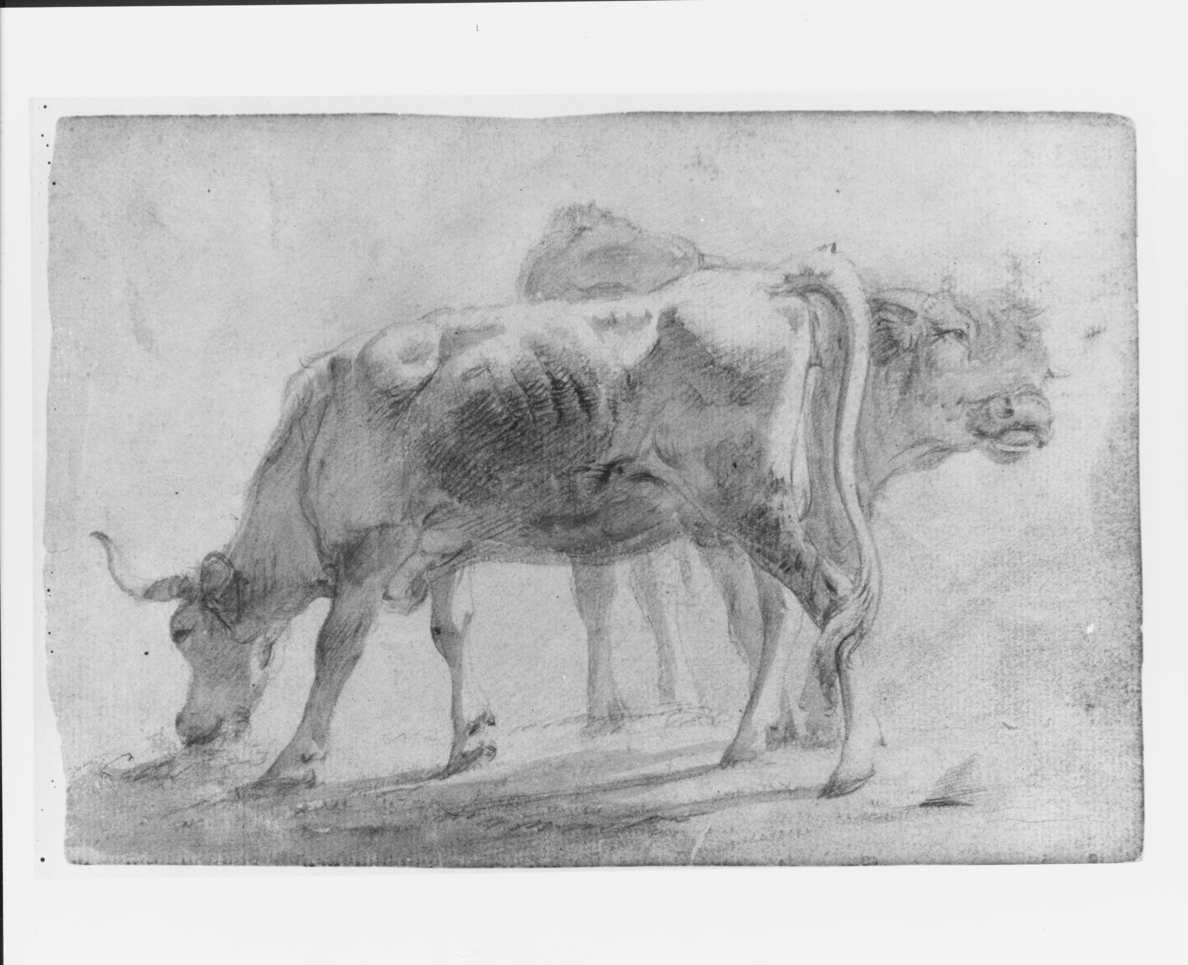 Pencil Sketch of Two Cows