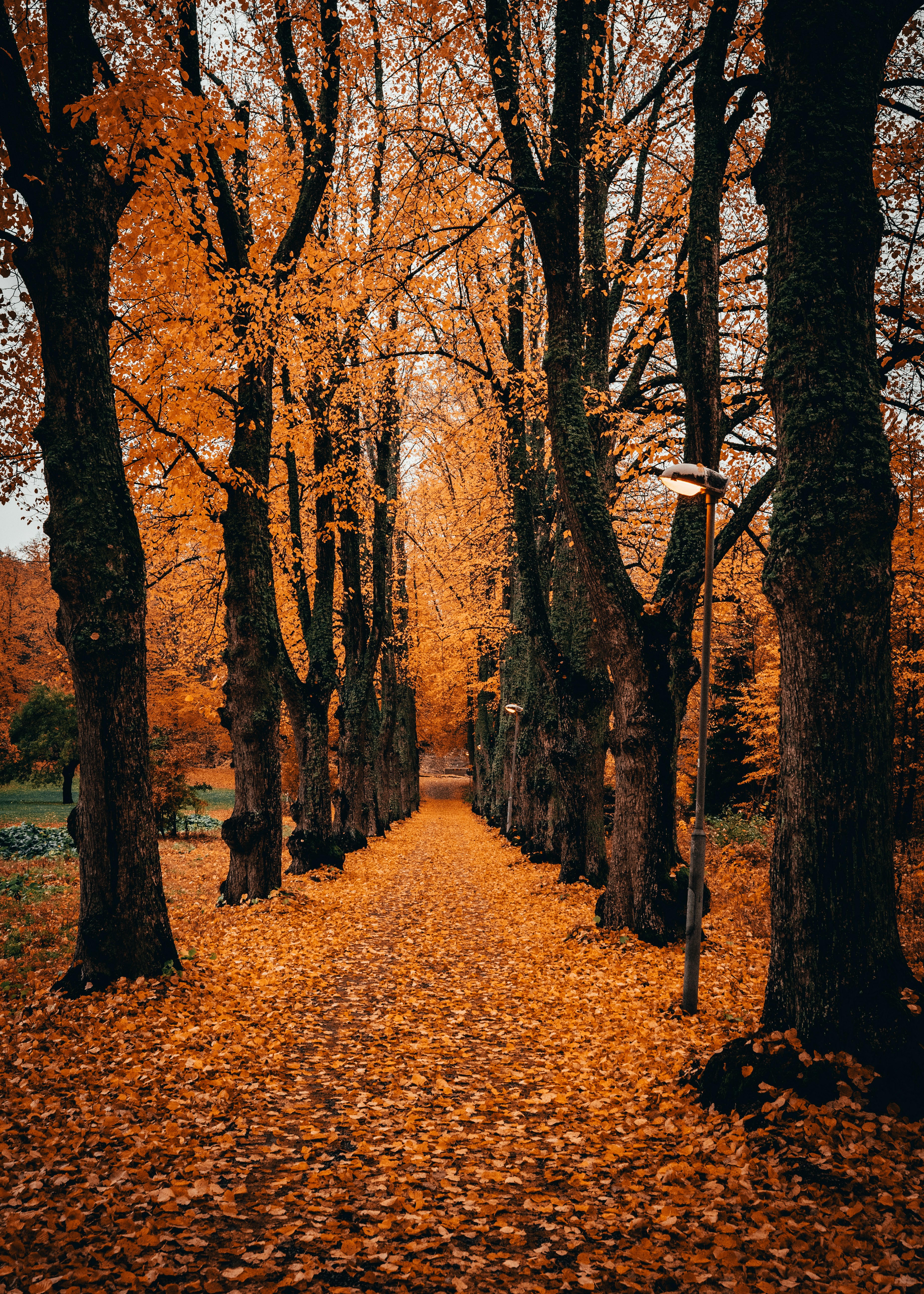 Golden Autumn Tree-lined Path