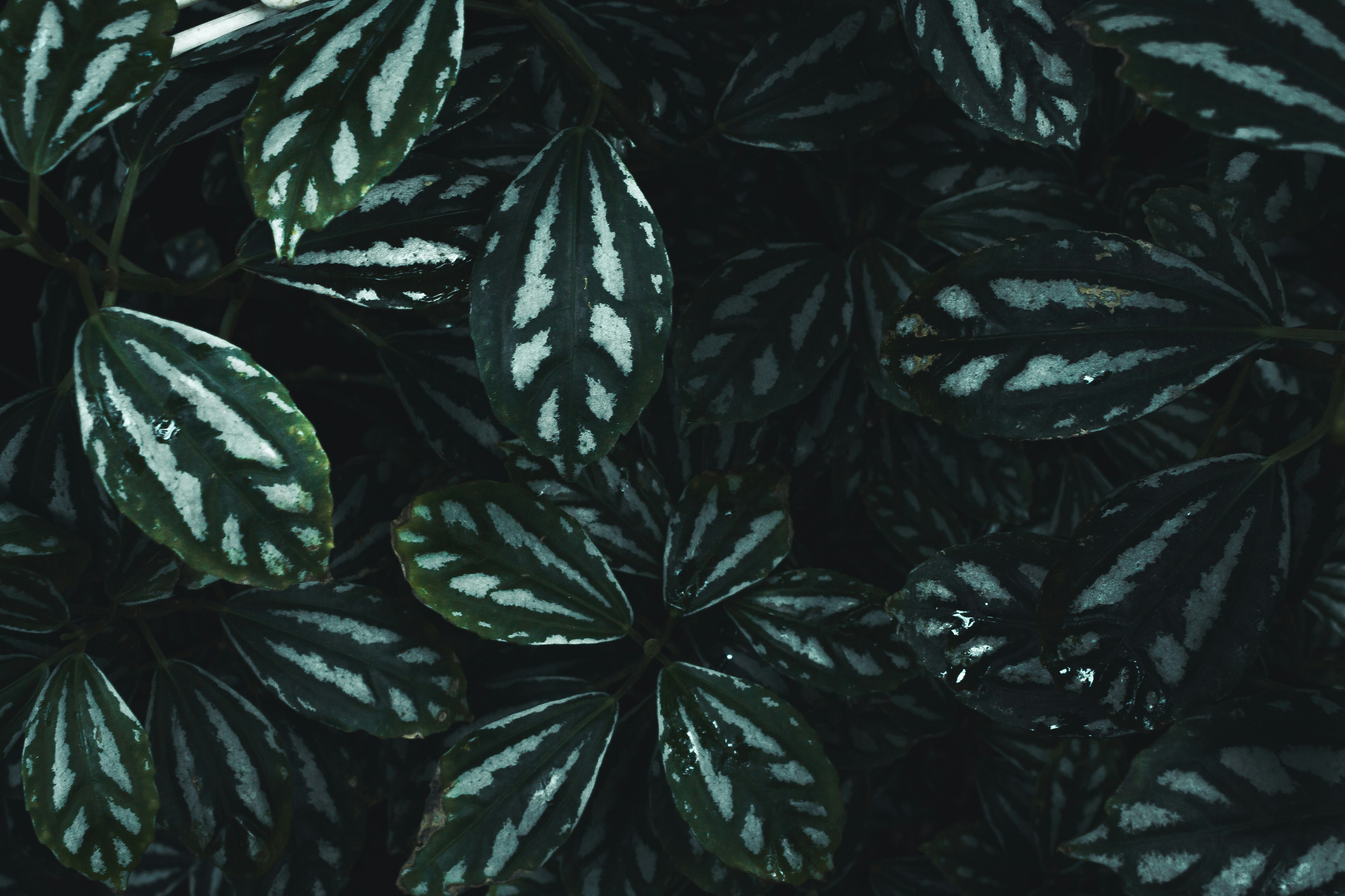 Close-up of Variegated Plant Leaves