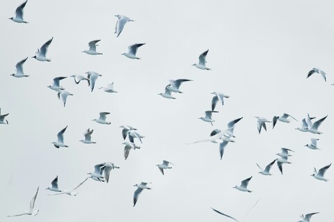 Flock of Seagulls Flying