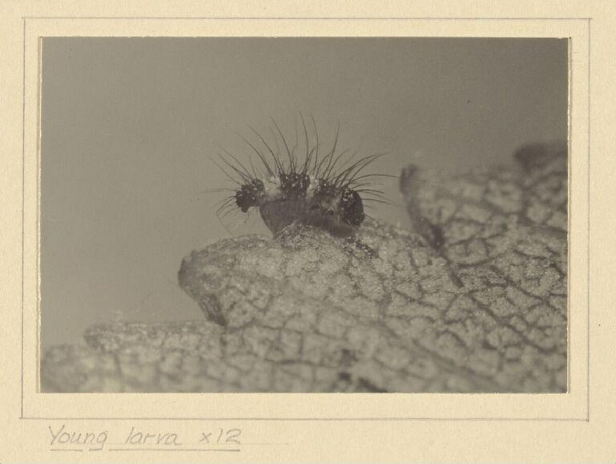Magnified Young Larva