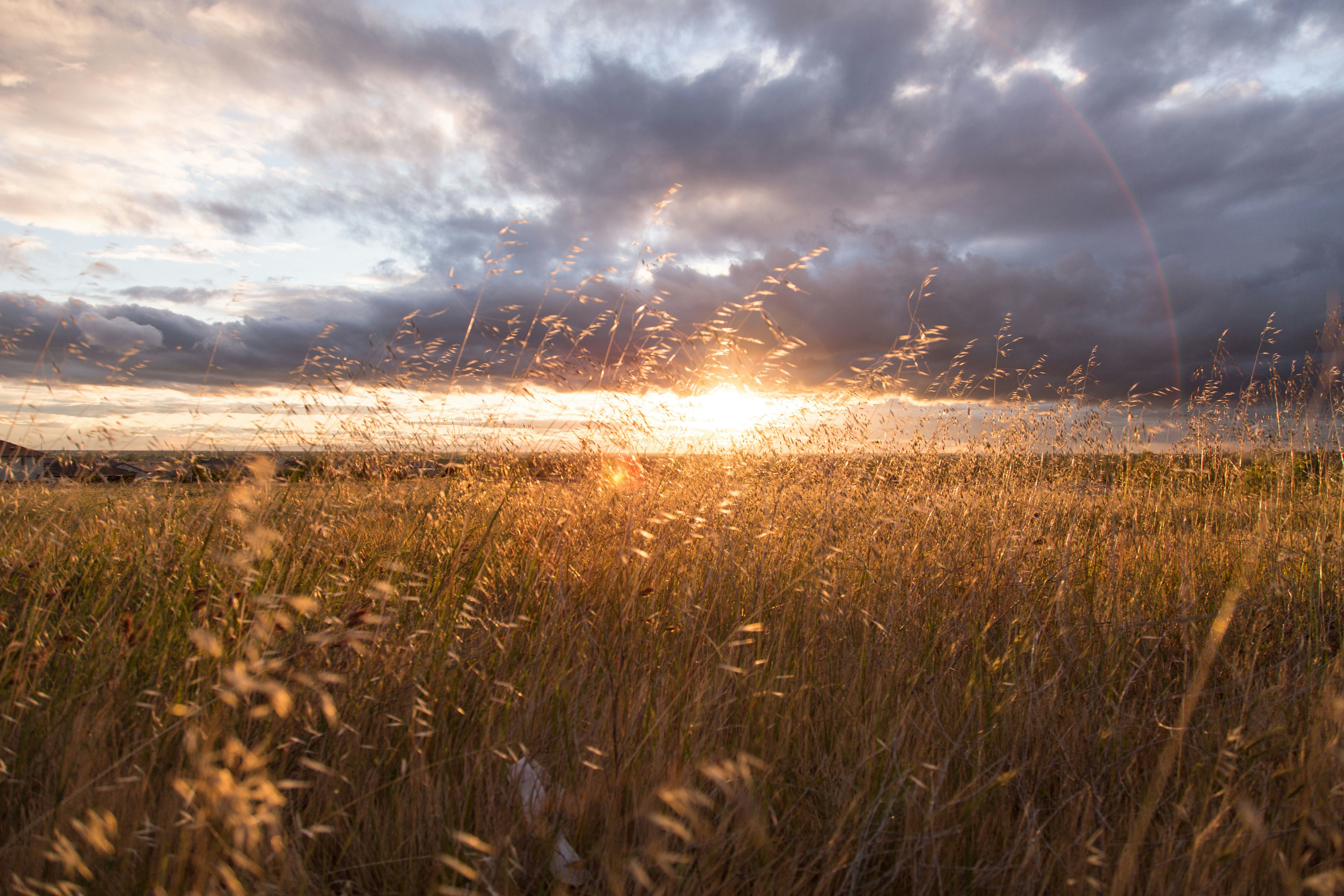 Sunset Over Wild Grass Field