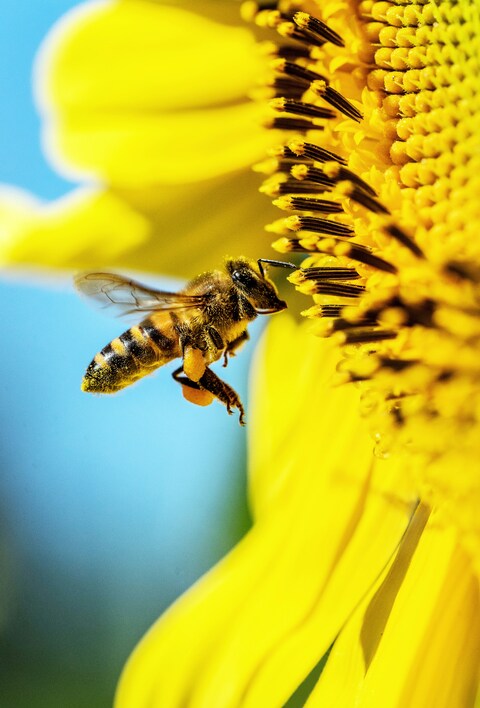 Bee Approaching Sunflower