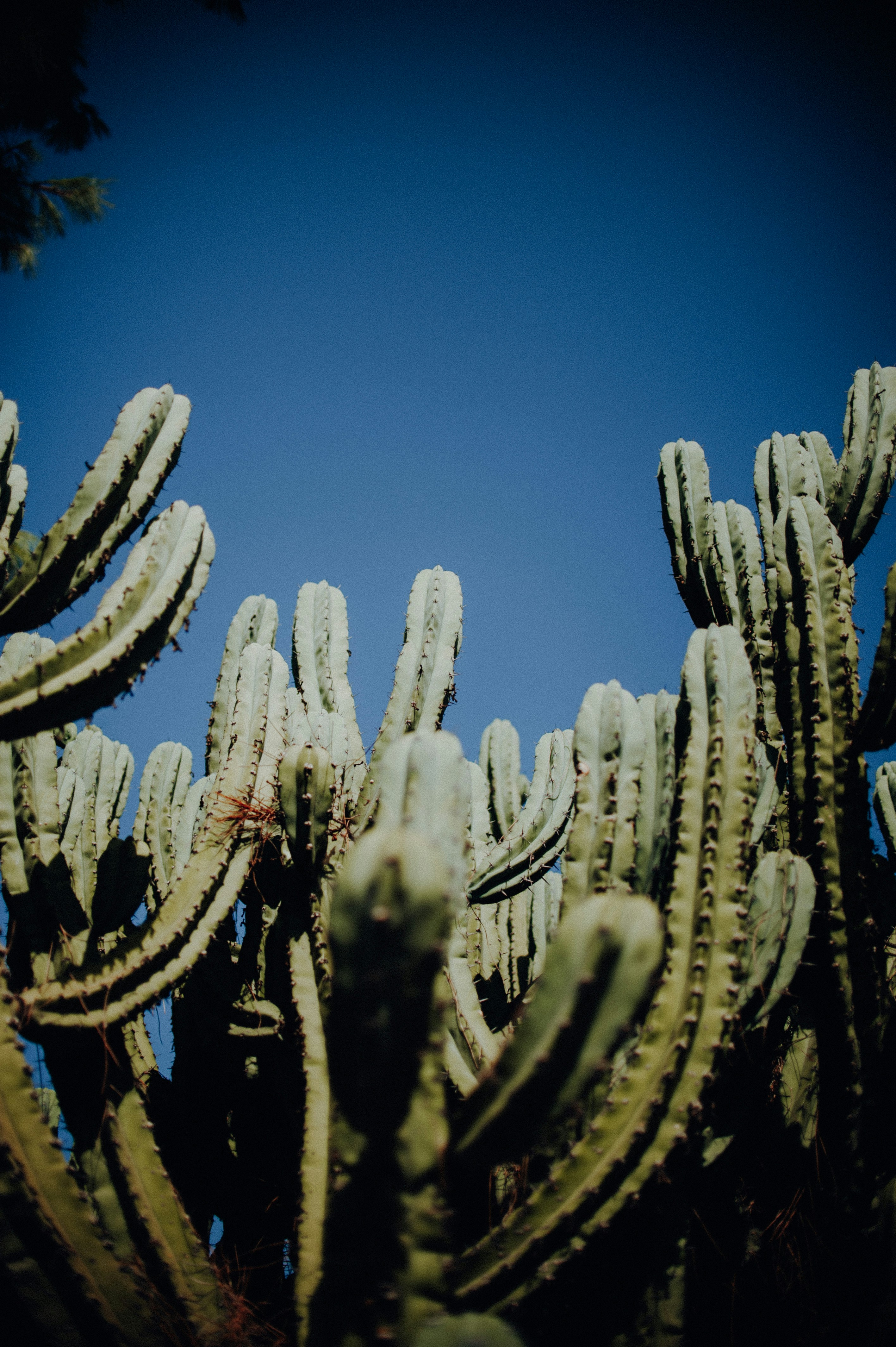 Cacti Under Clear Blue Sky