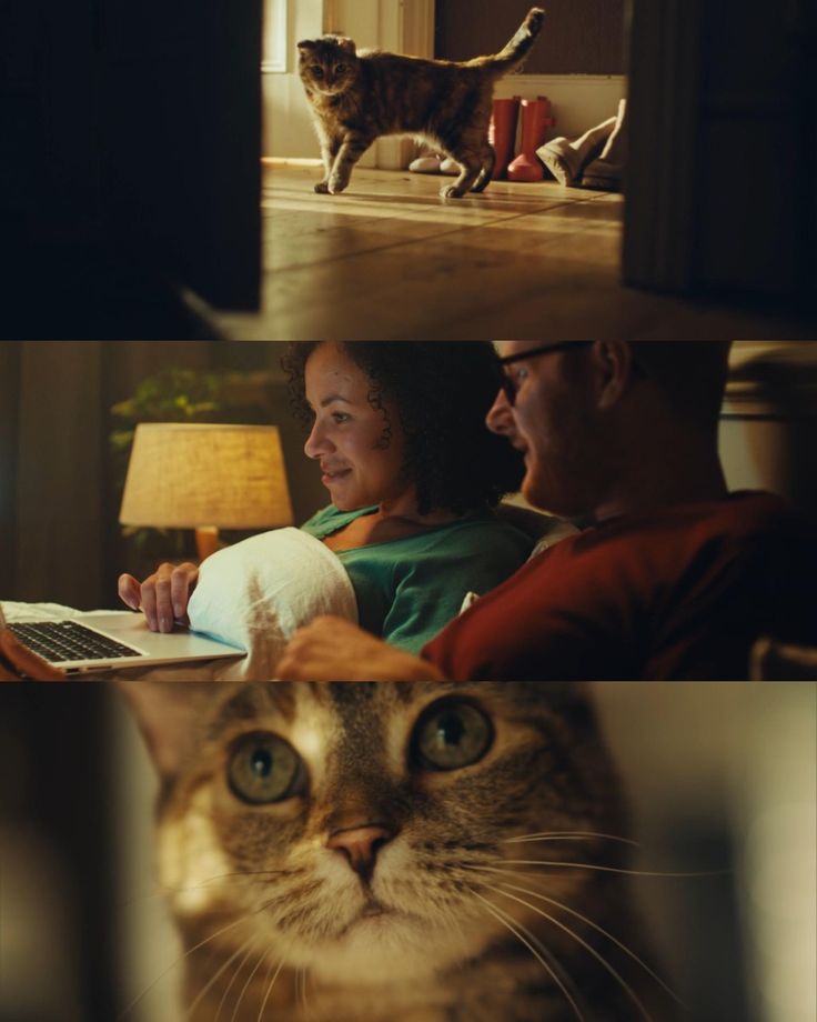 Image 17176 — Pets