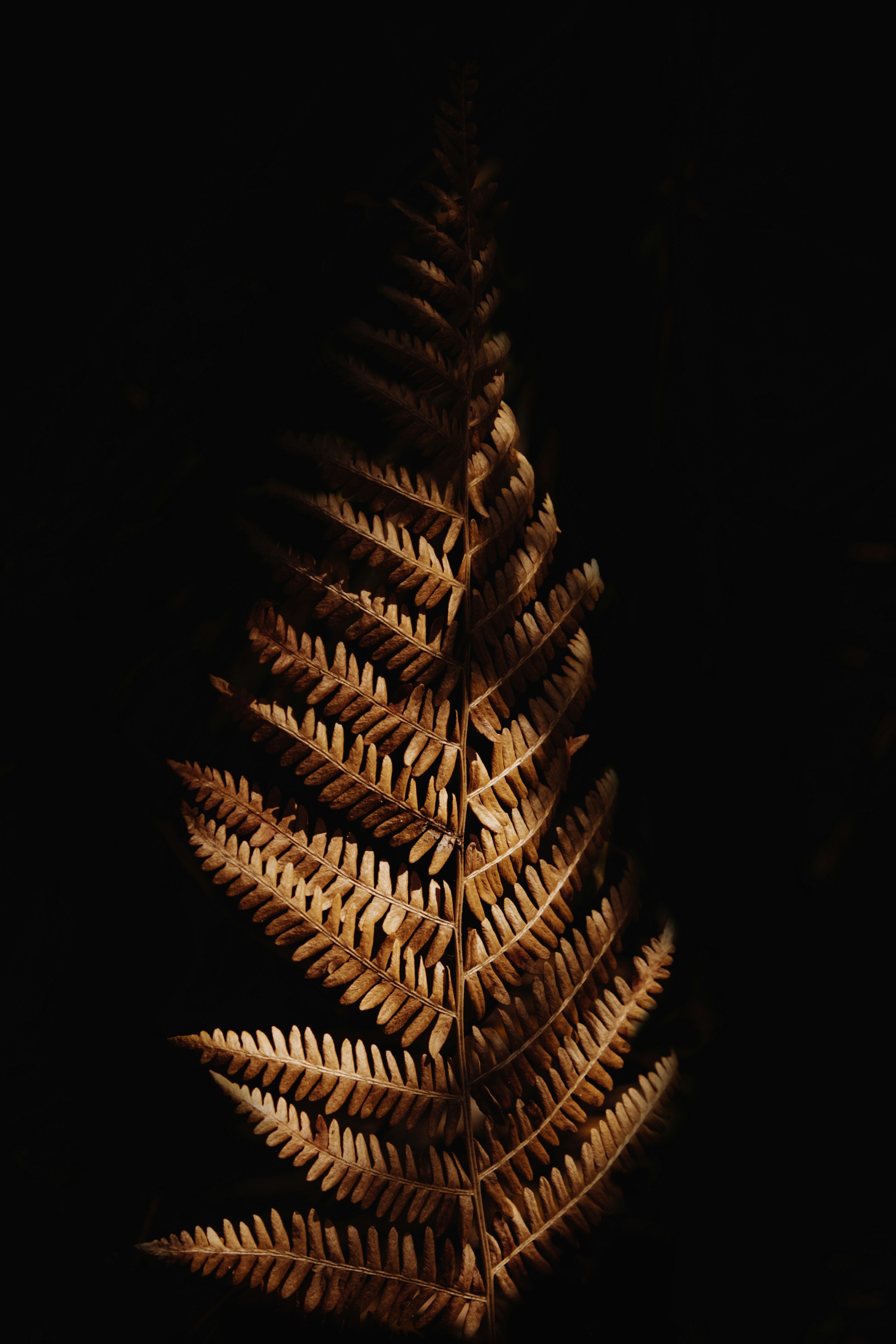 Dried Fern Frond on Black Background