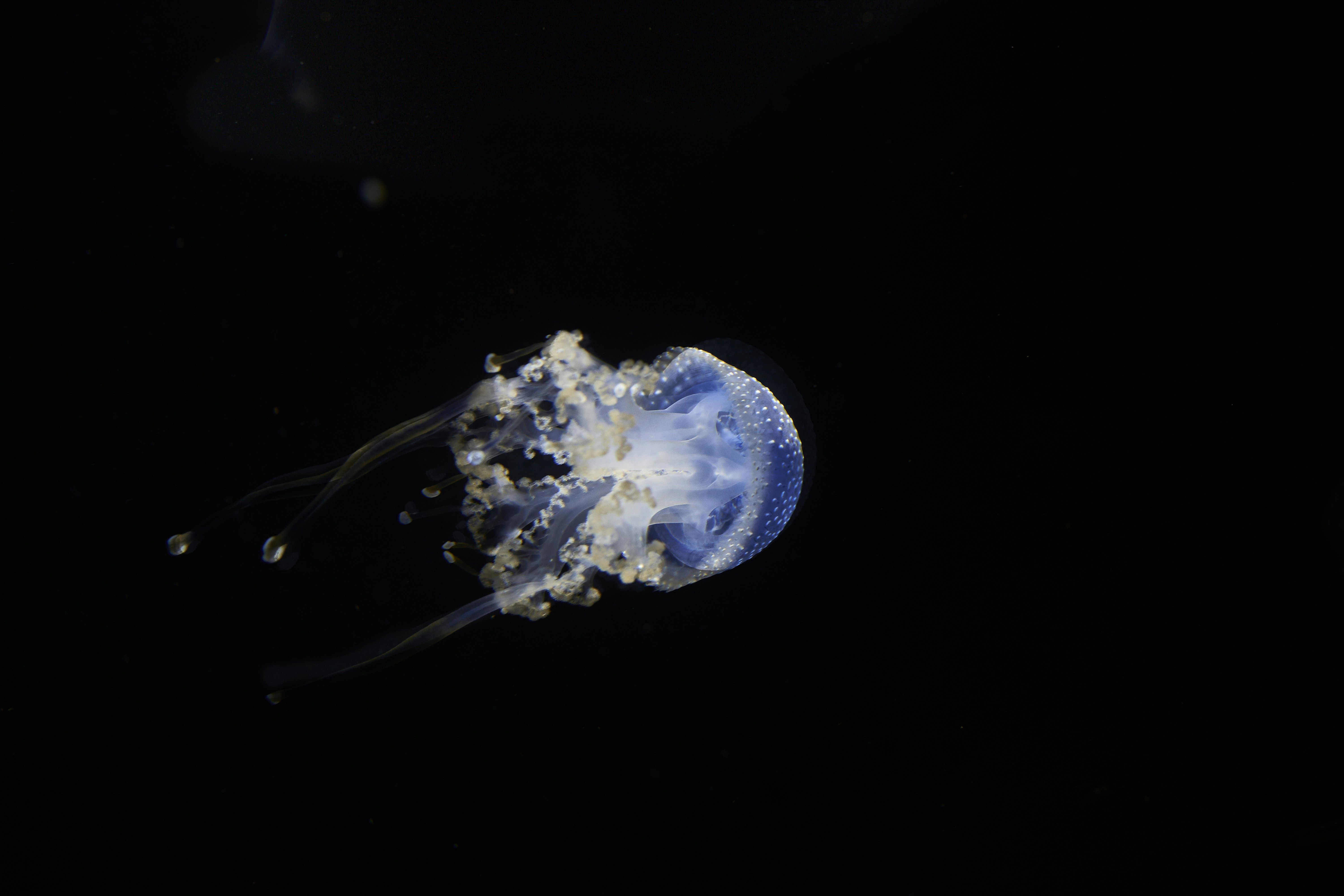 Blue Spotted Jellyfish on Black Background