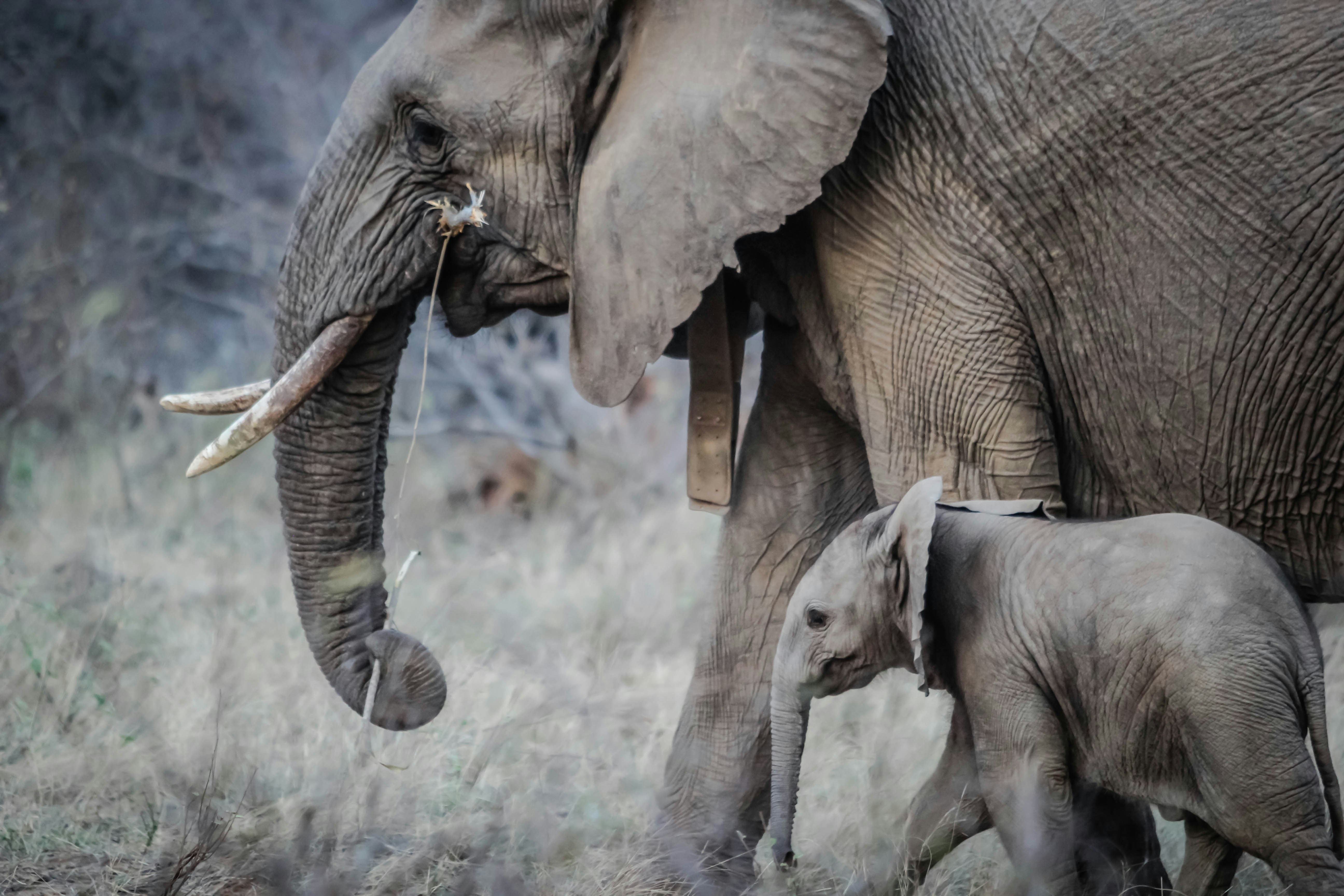 Adult Elephant and Calf Walking in Wild