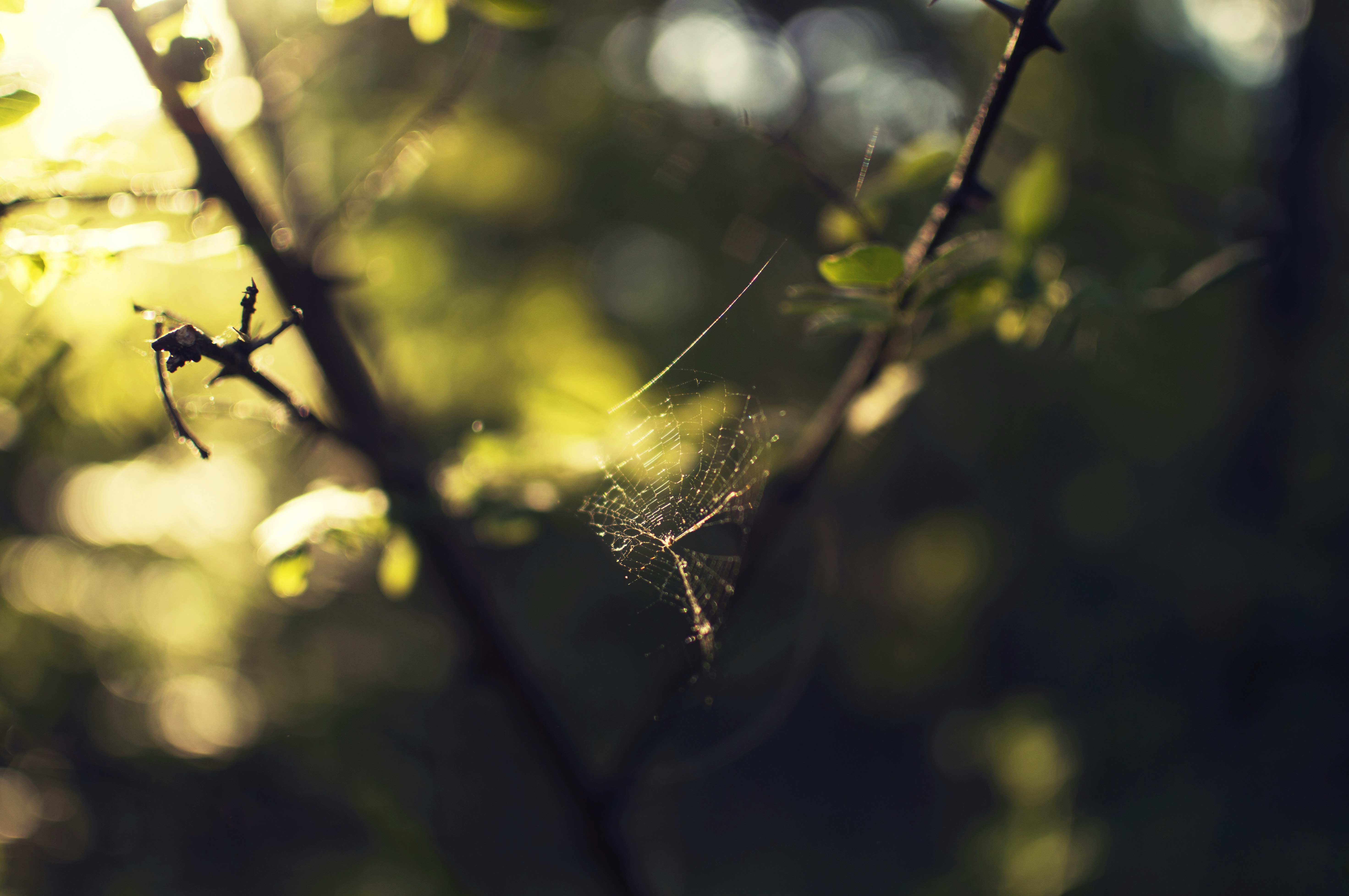 Sunlit Spider Web Between Thorny Branches