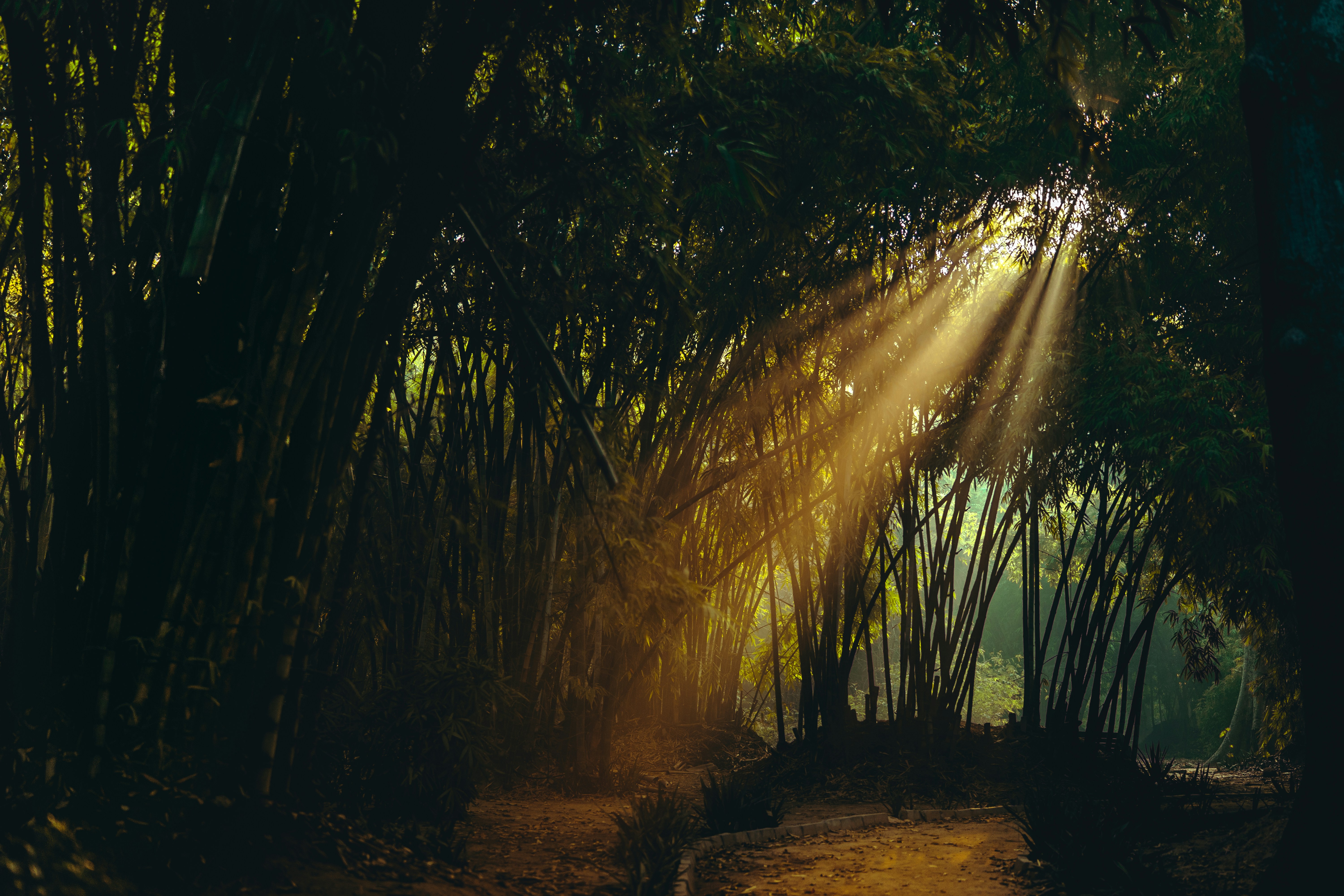 Sunlight Through Bamboo Forest Path