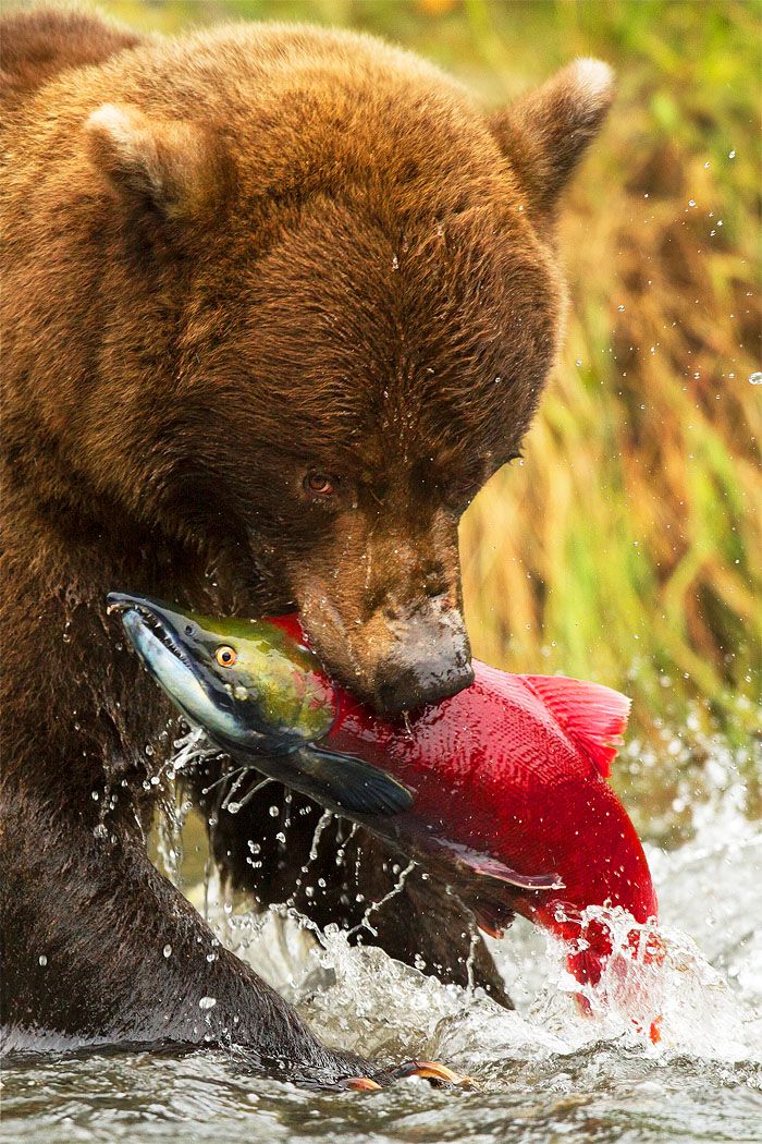 Brown Bear Catching Red Salmon