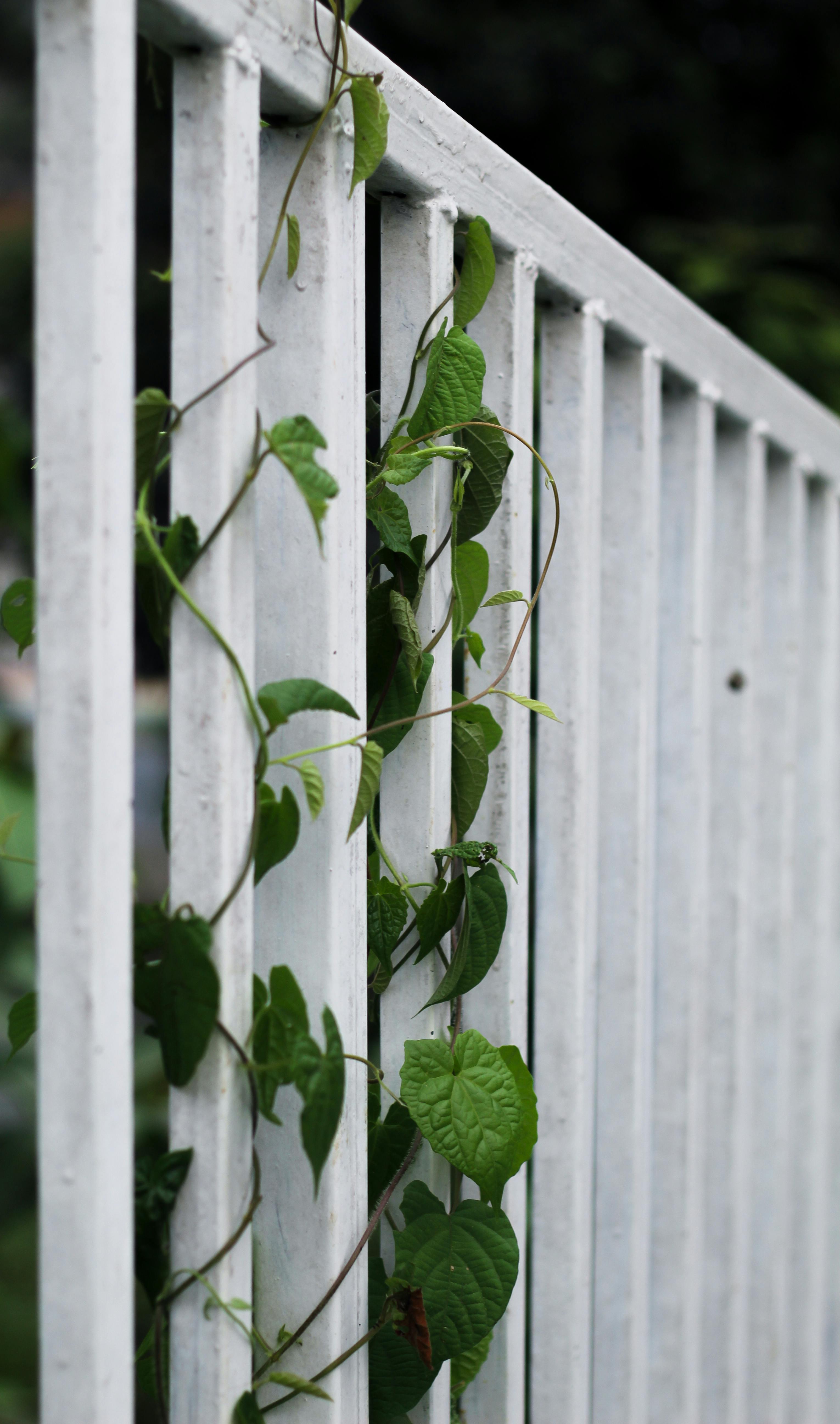 Vine Growing Through White Fence