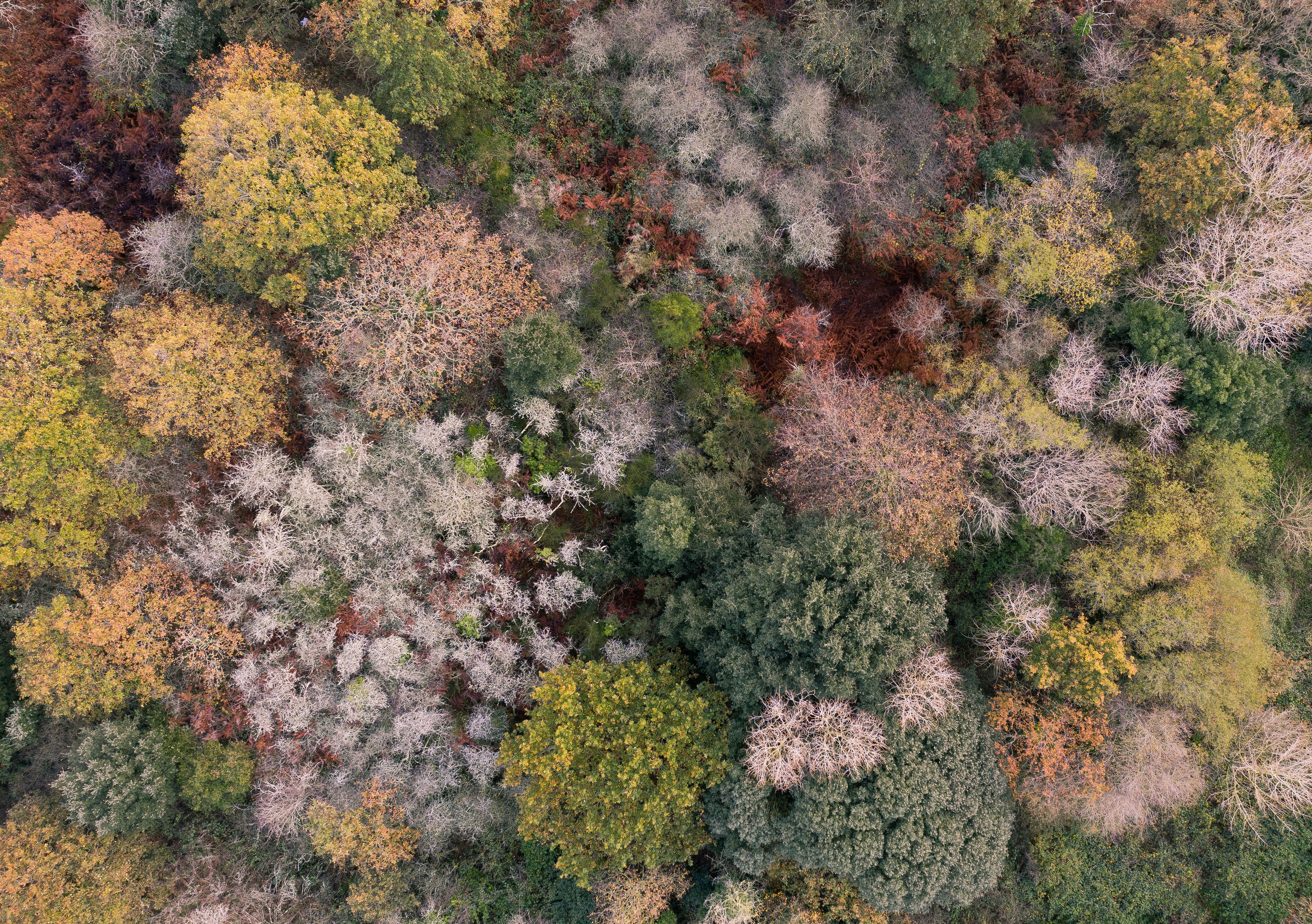 Aerial View of Autumn Forest