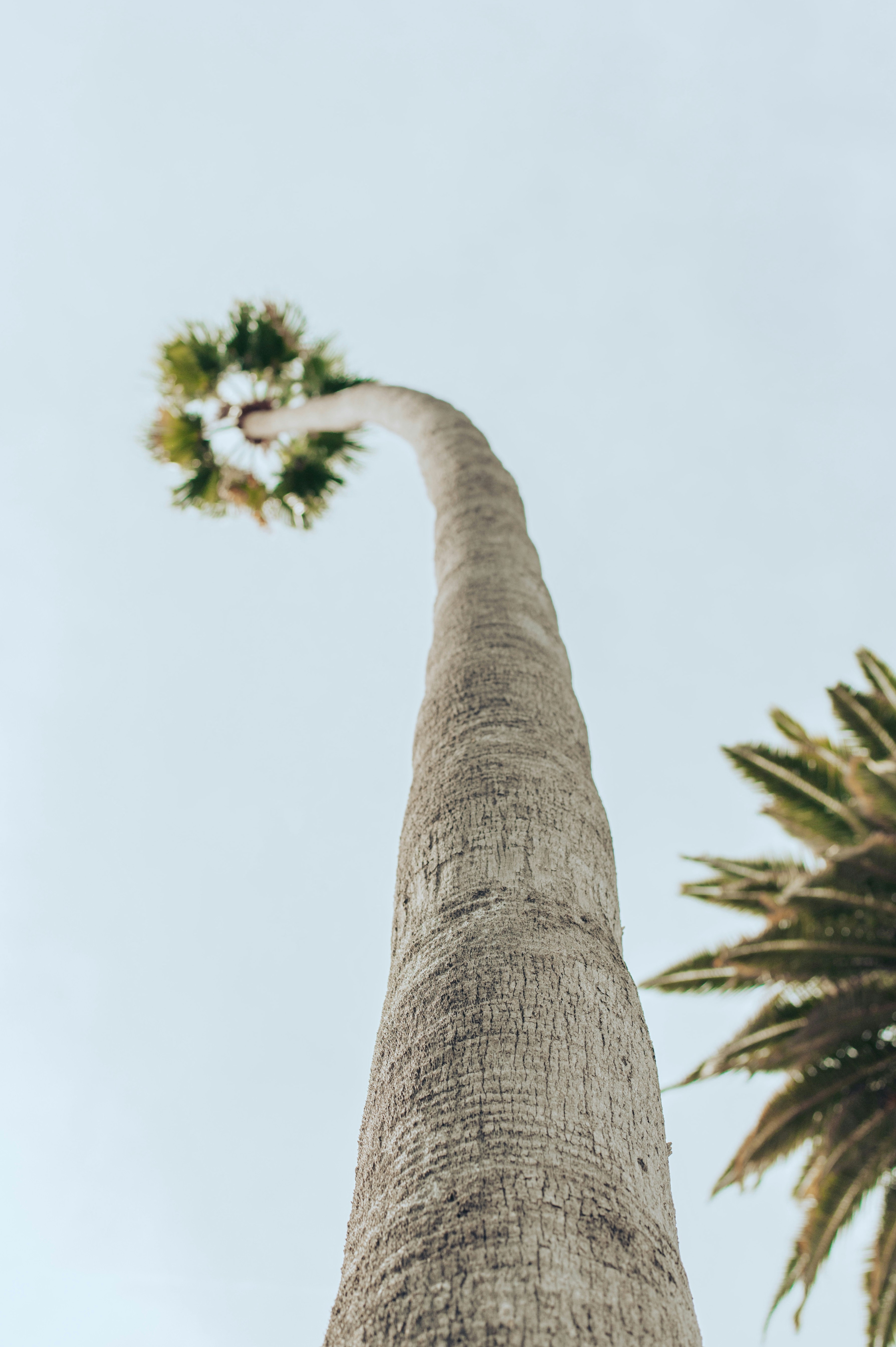 Low Angle View of Palm Tree