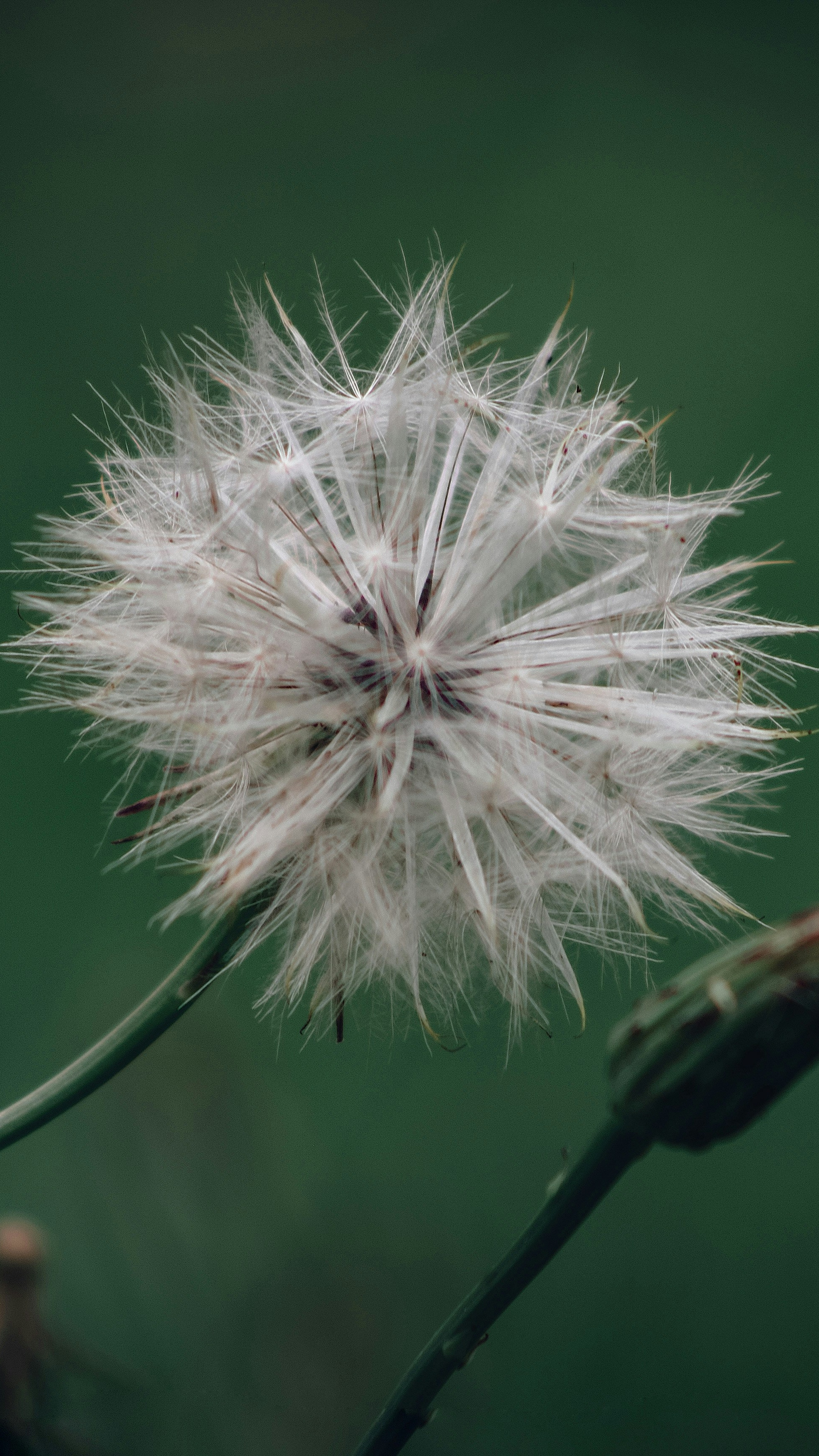 Fluffy Dandelion Seed Head