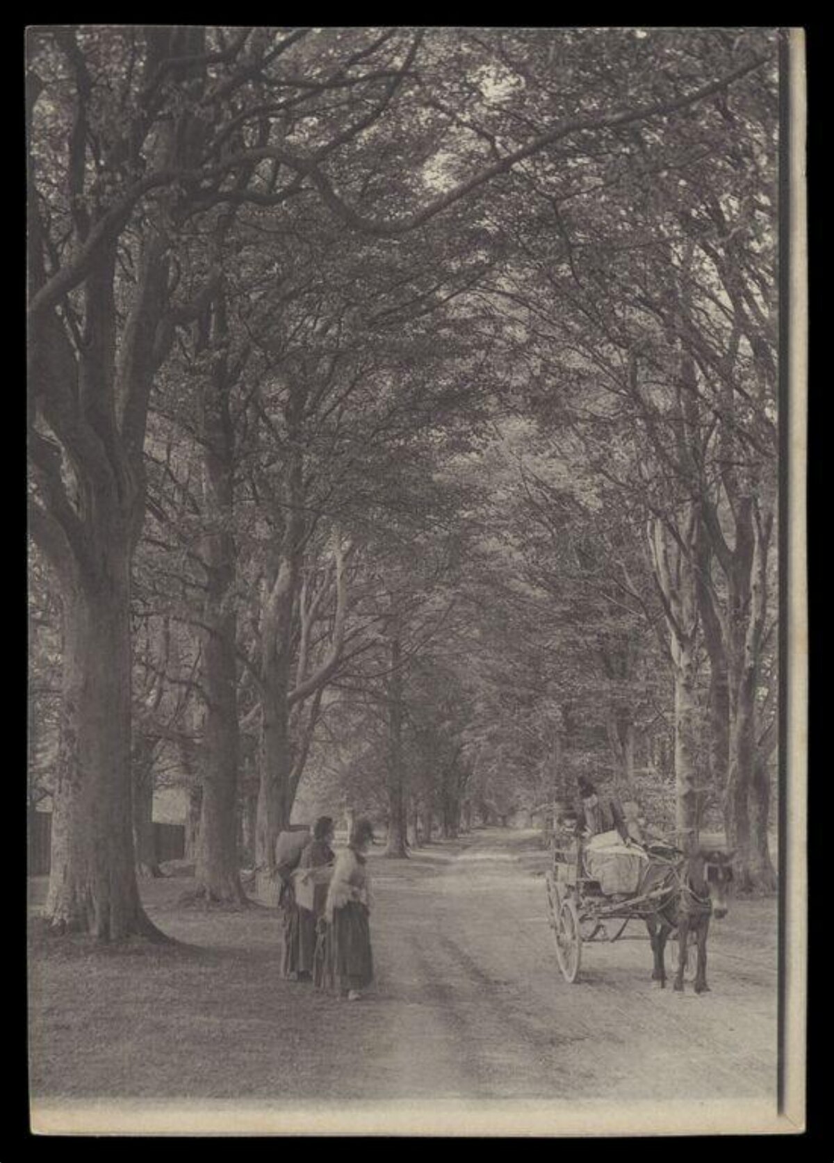 Tree Lined Avenue with Carriage