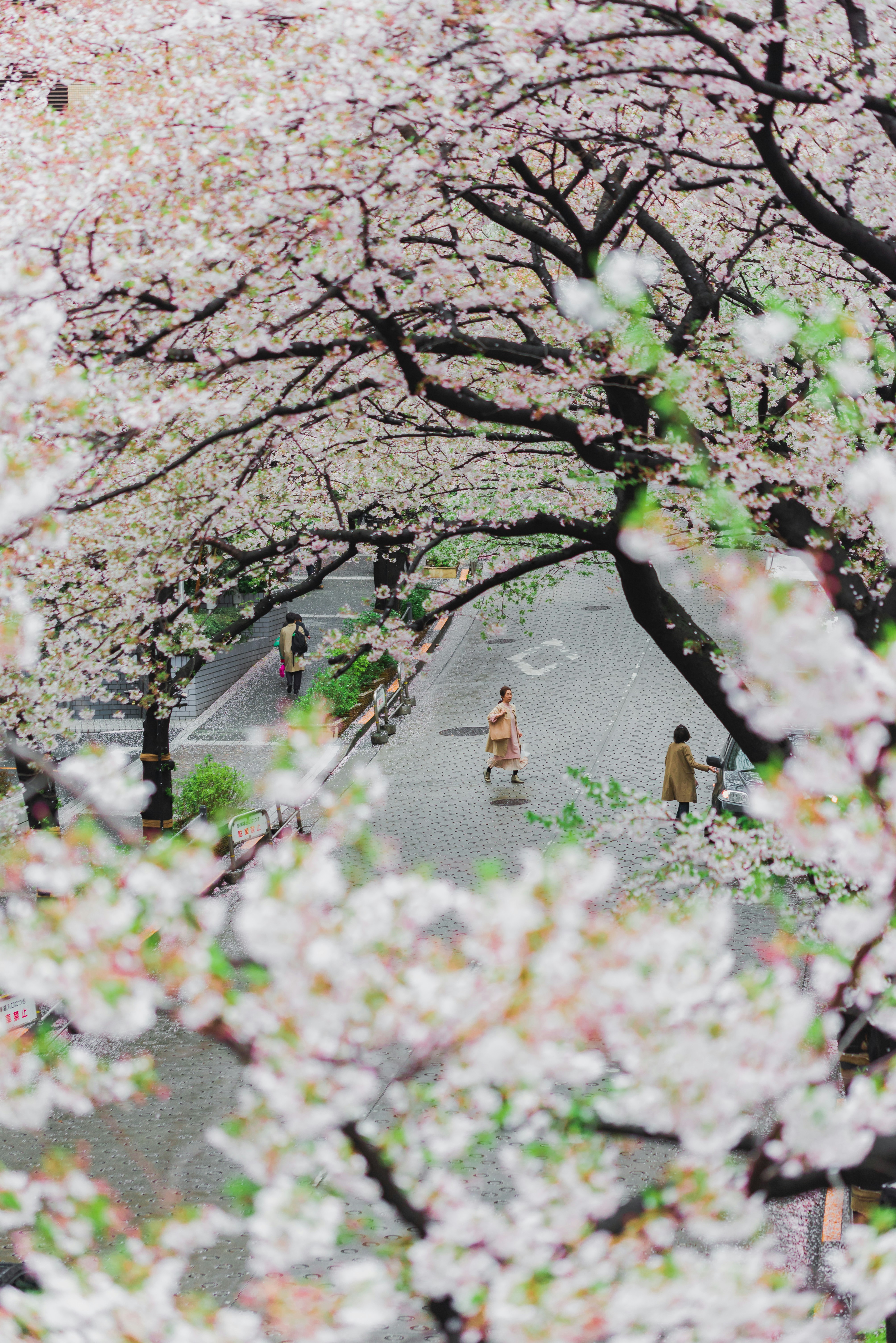 Cherry Blossom Lined Street