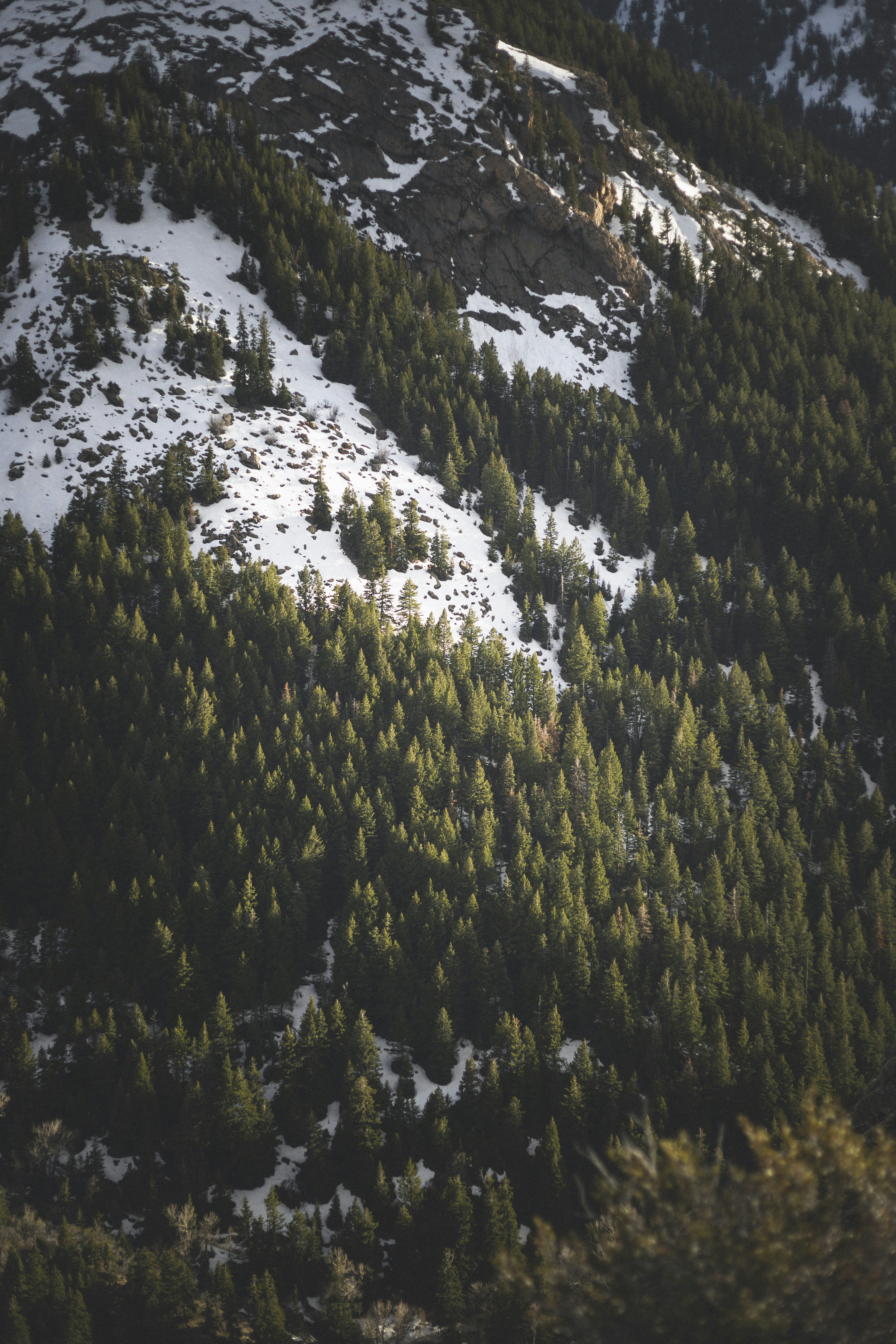 Snowy Mountain Pine Forest Slope