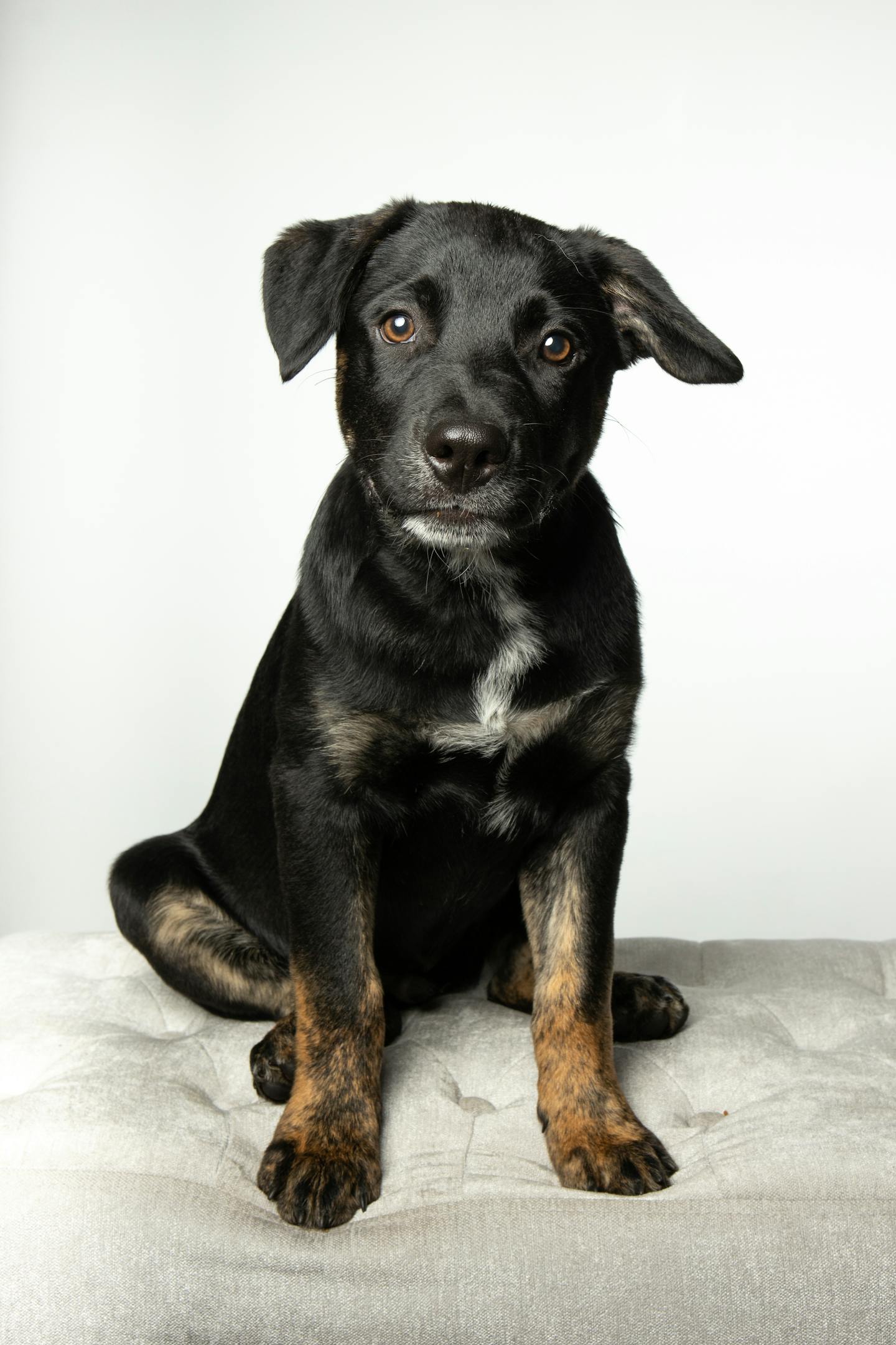 Sitting Black and Tan Puppy Portrait