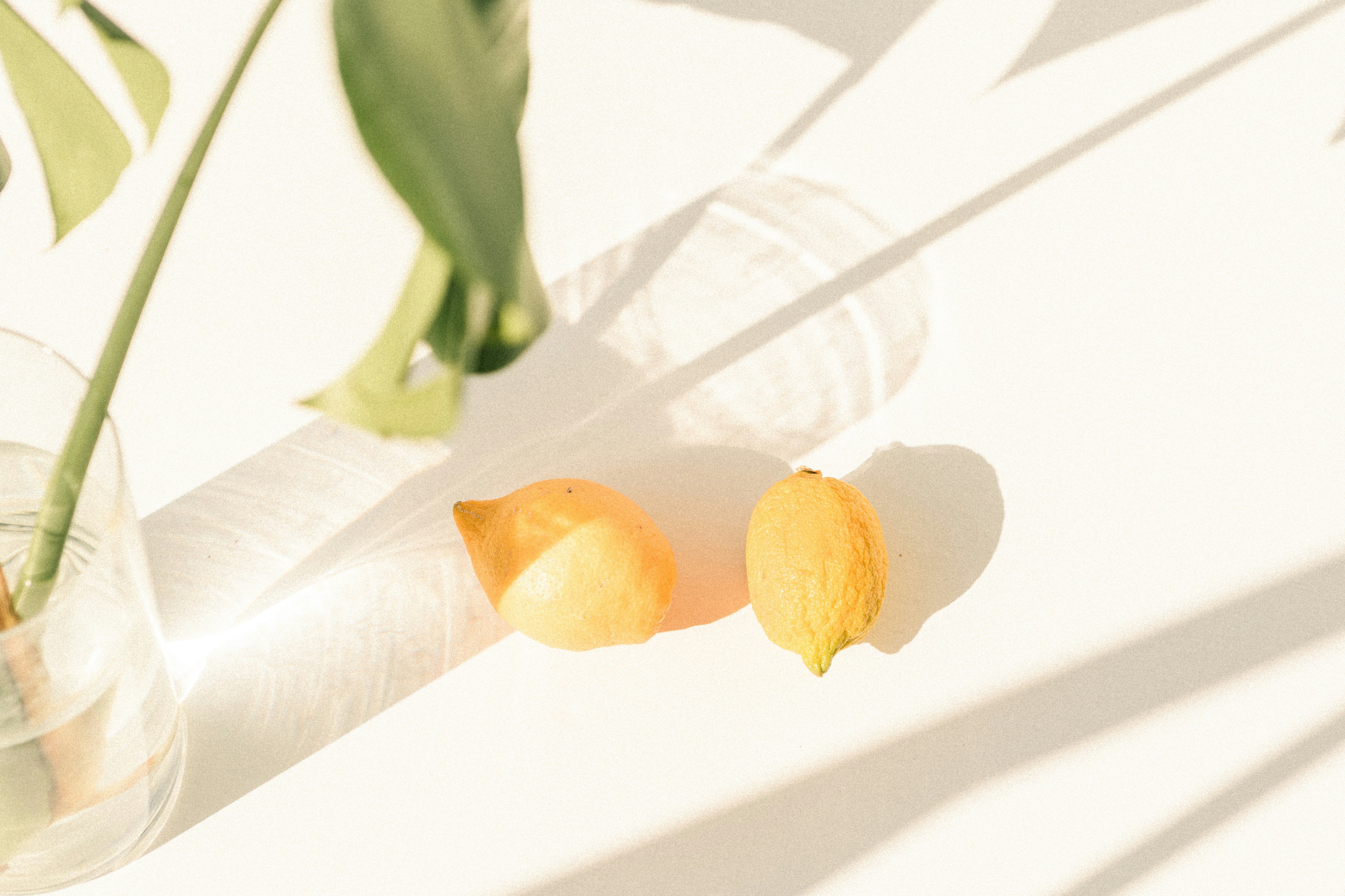 Two Lemons Under Sunlight