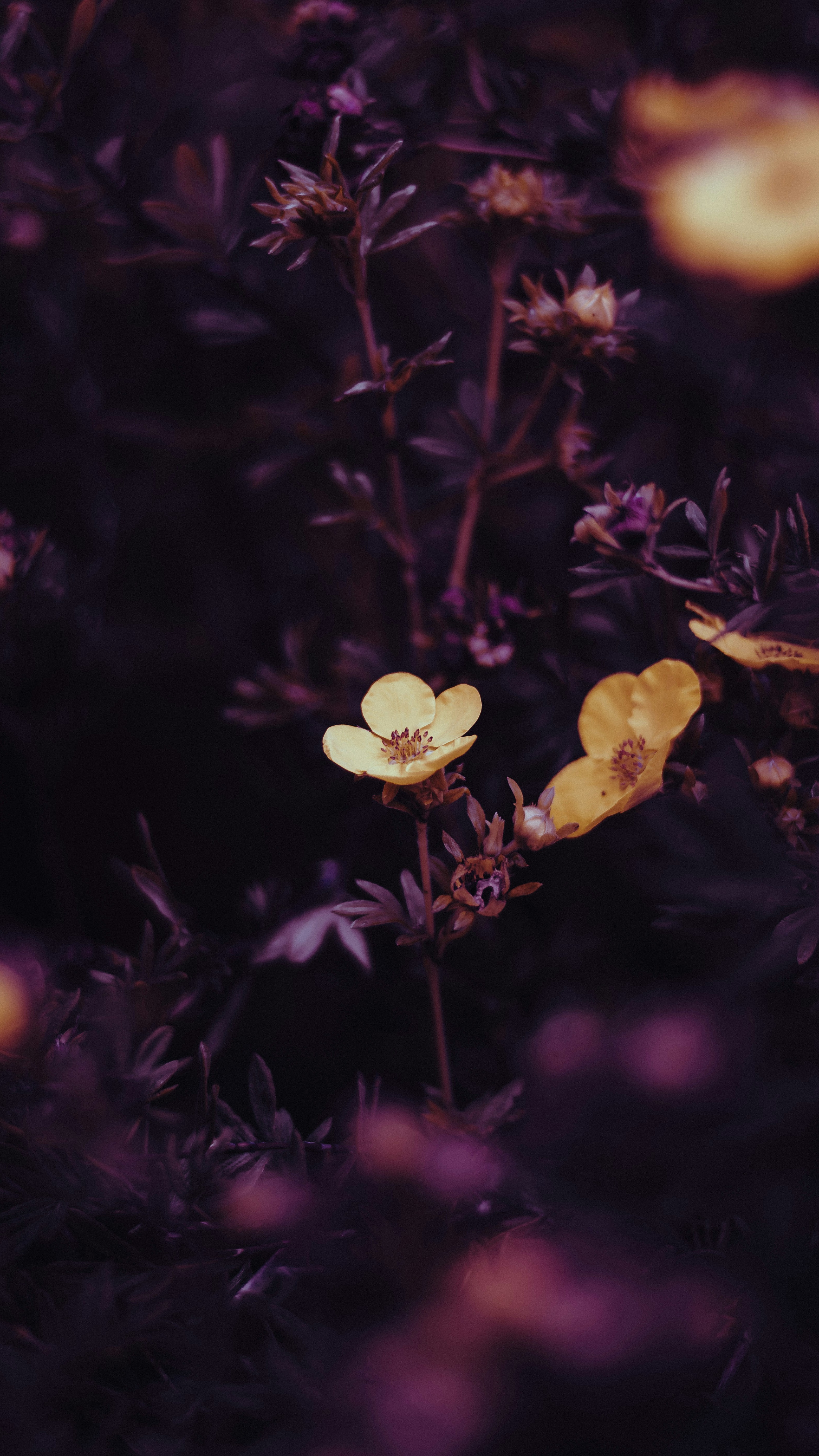 Wallpapers