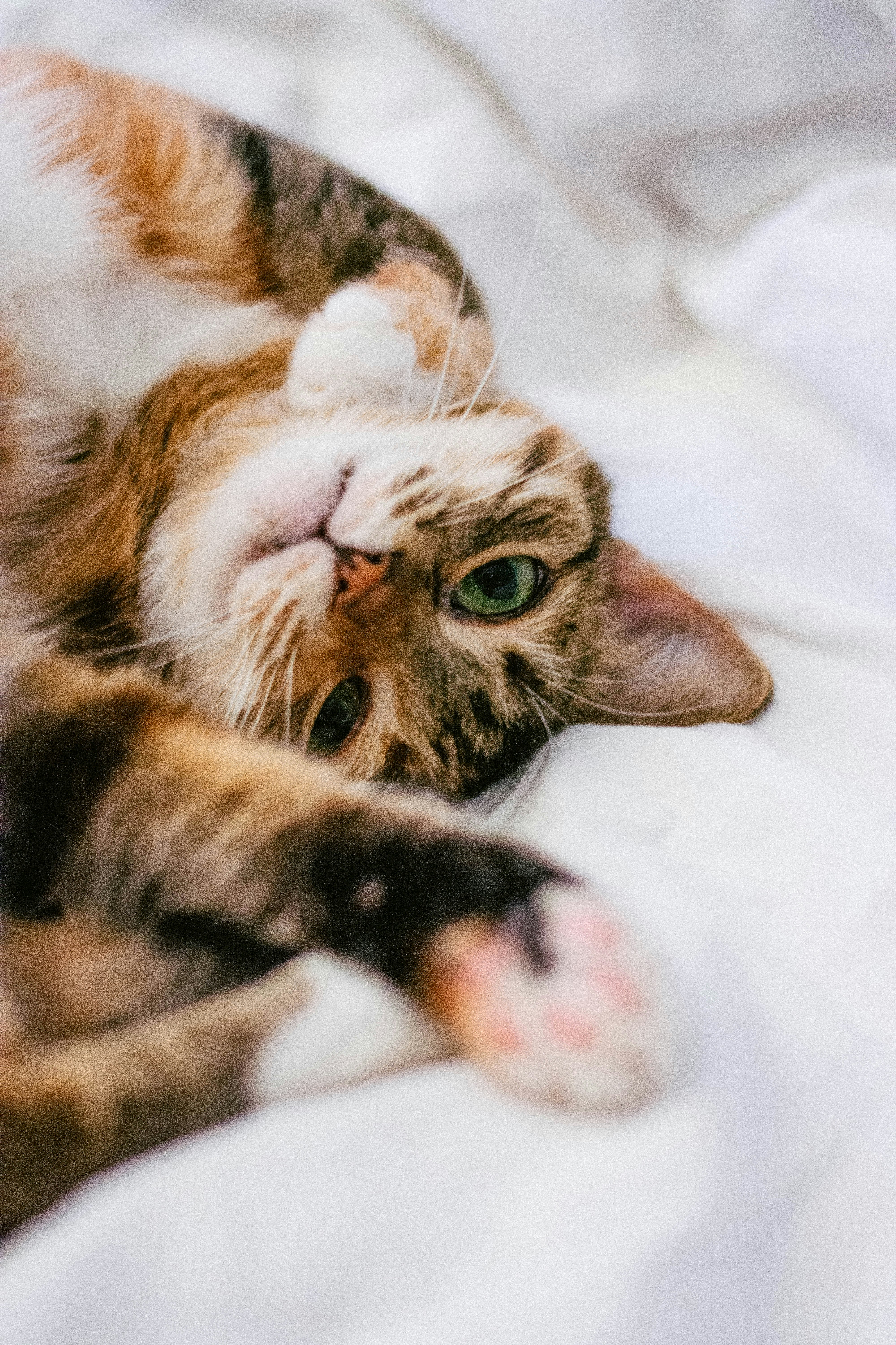 Calico Cat Lying Upside Down on Bed