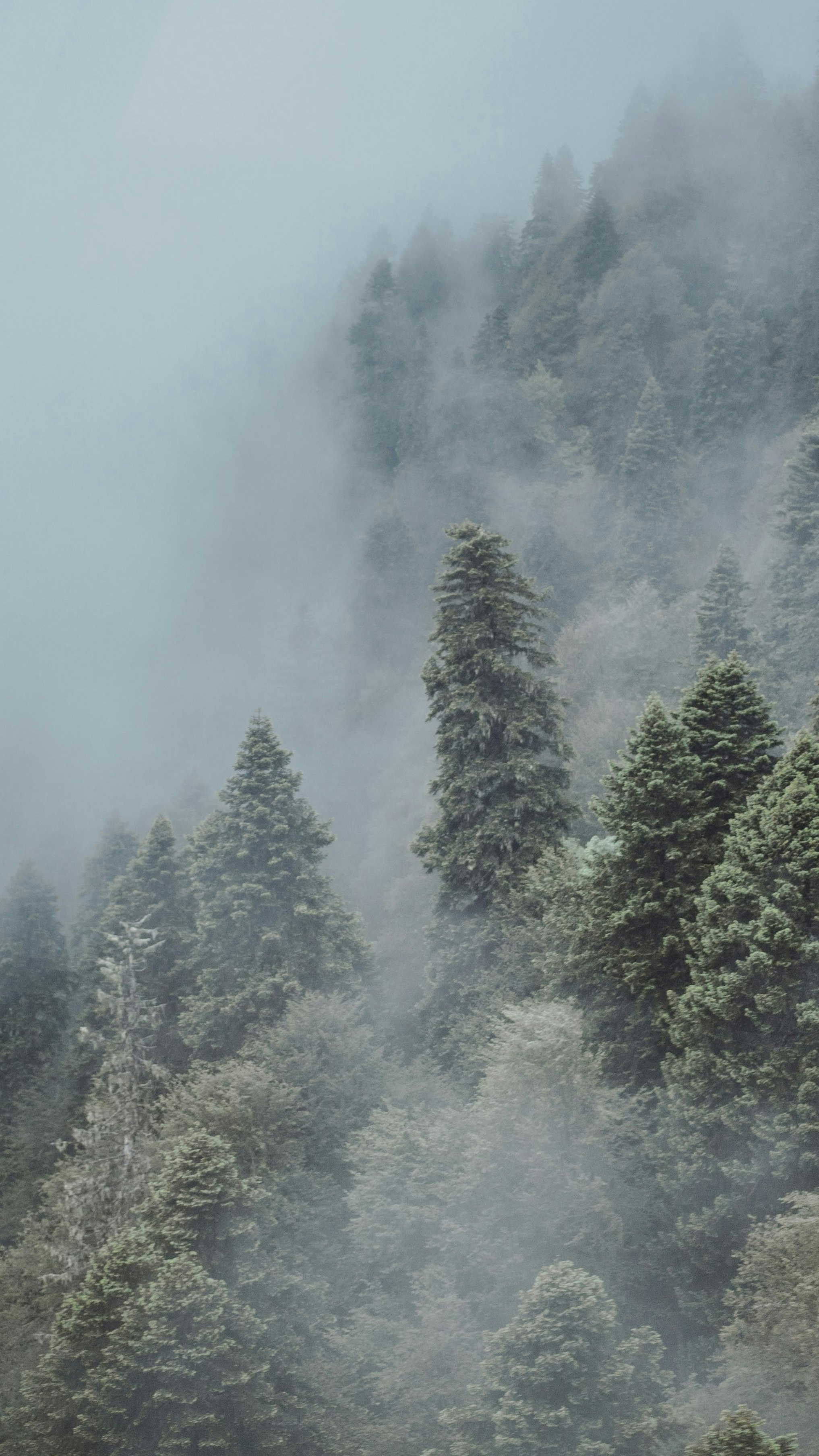 Foggy Mountain Pine Forest