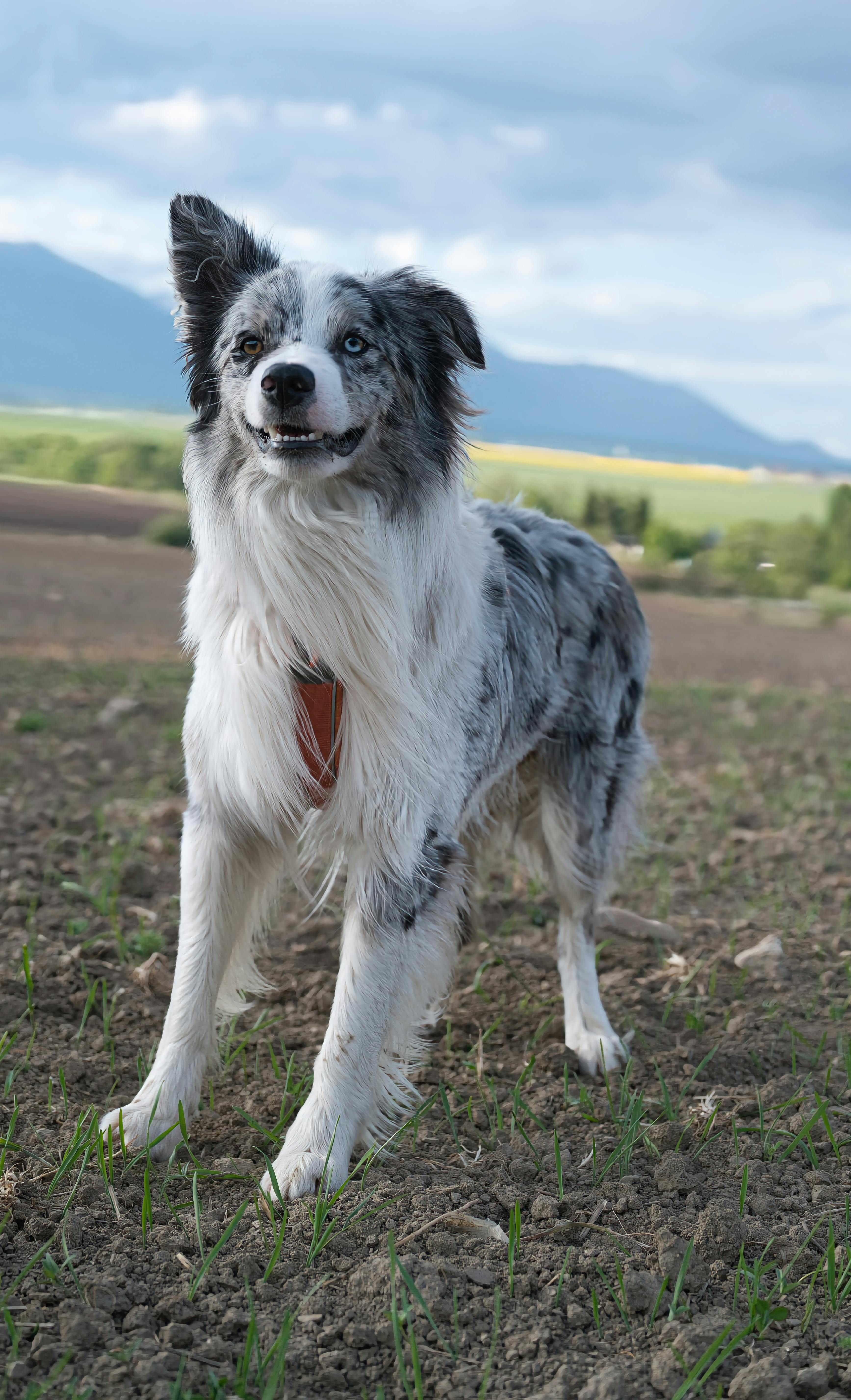 Blue Merle Border Collie in Rural Field