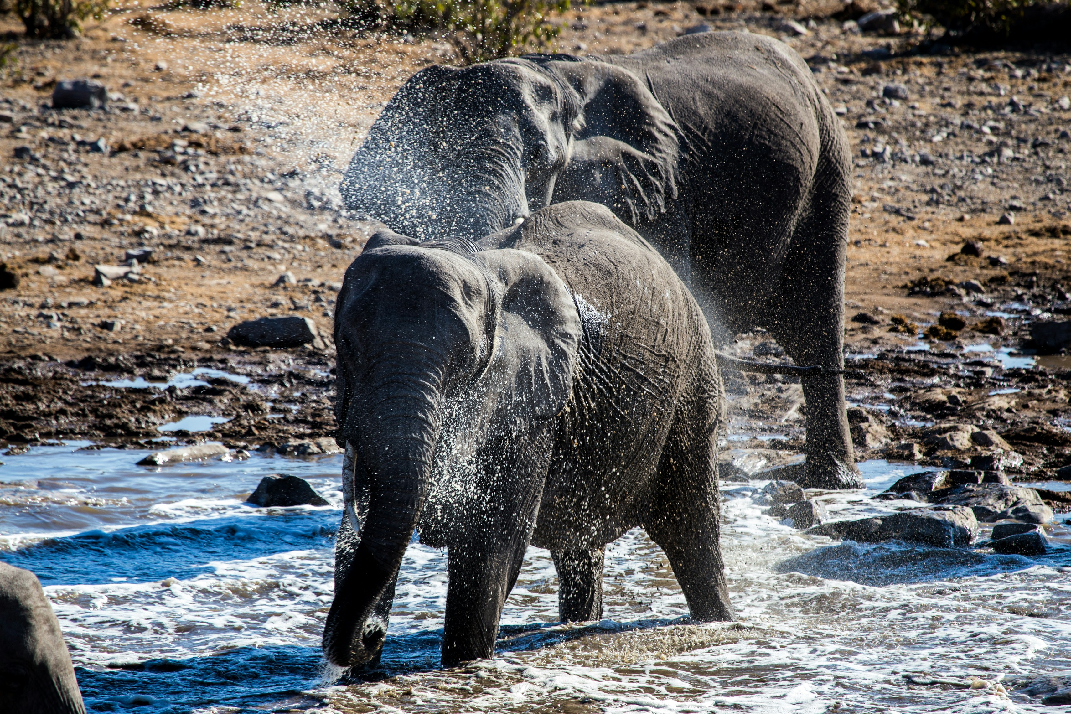 Elephants Splashing Water in River