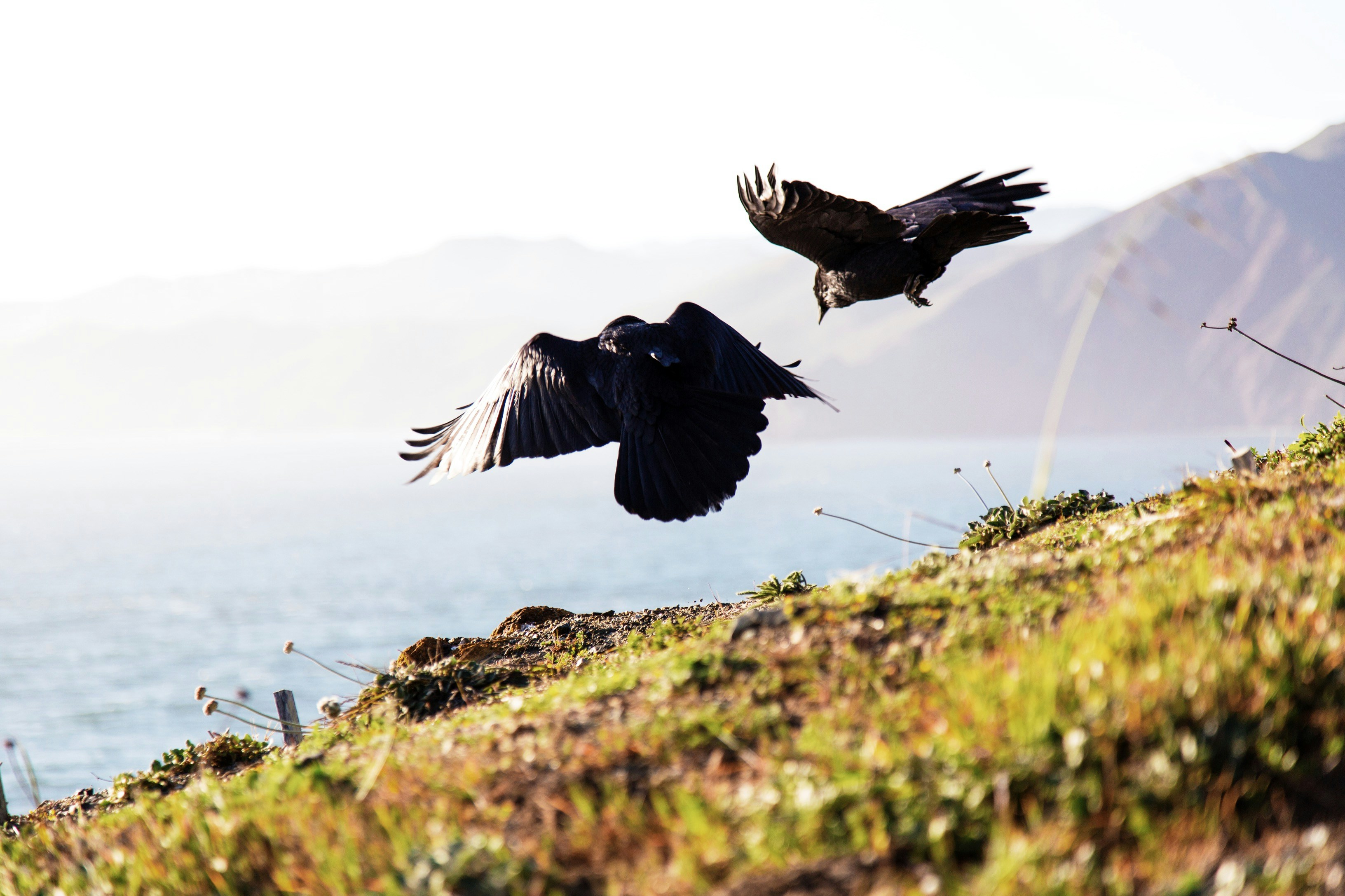 Two Ravens Flying Over Coastal Hillside