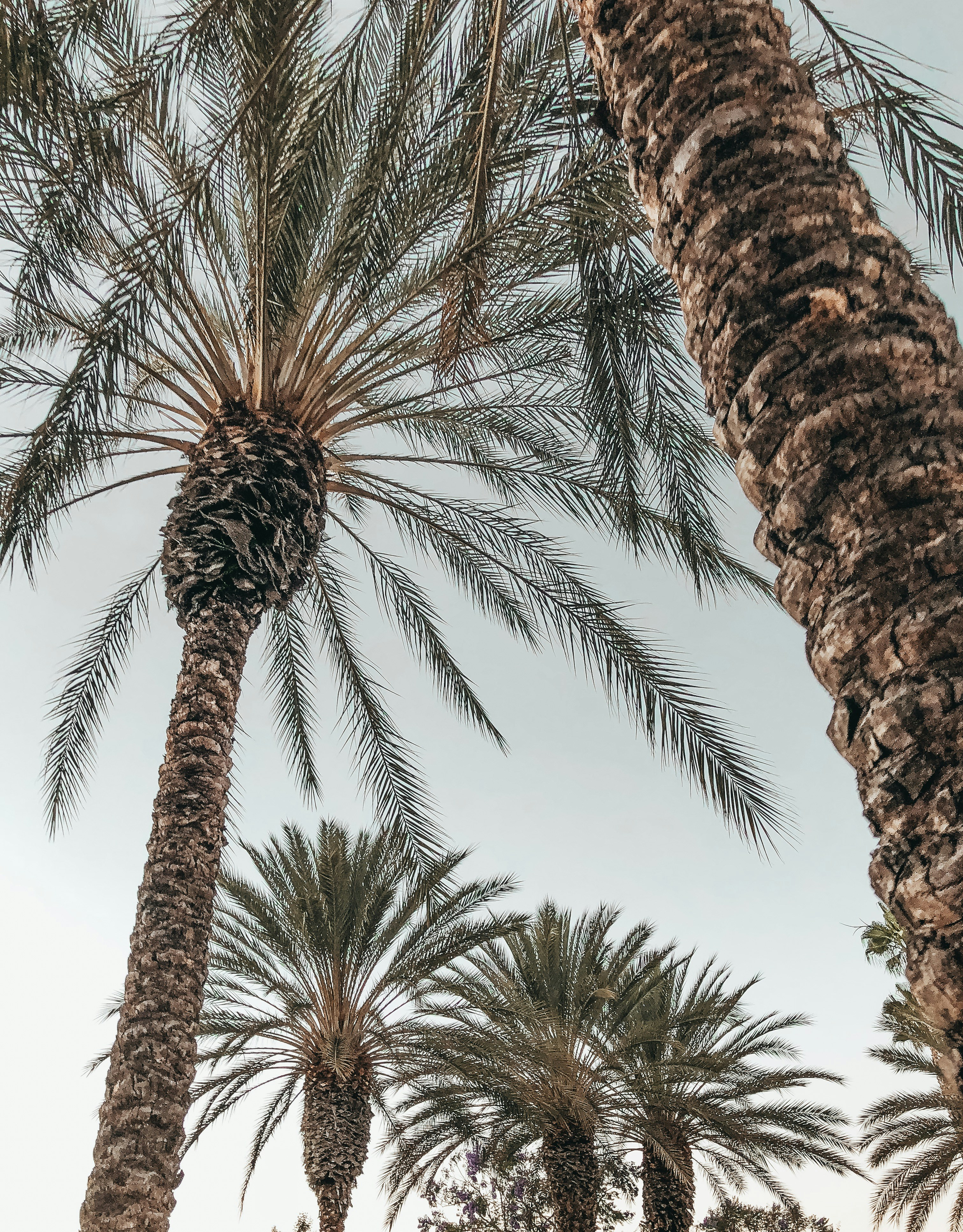 Low Angle View of Palm Trees