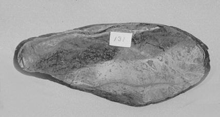 Labeled fossilized bivalve shell