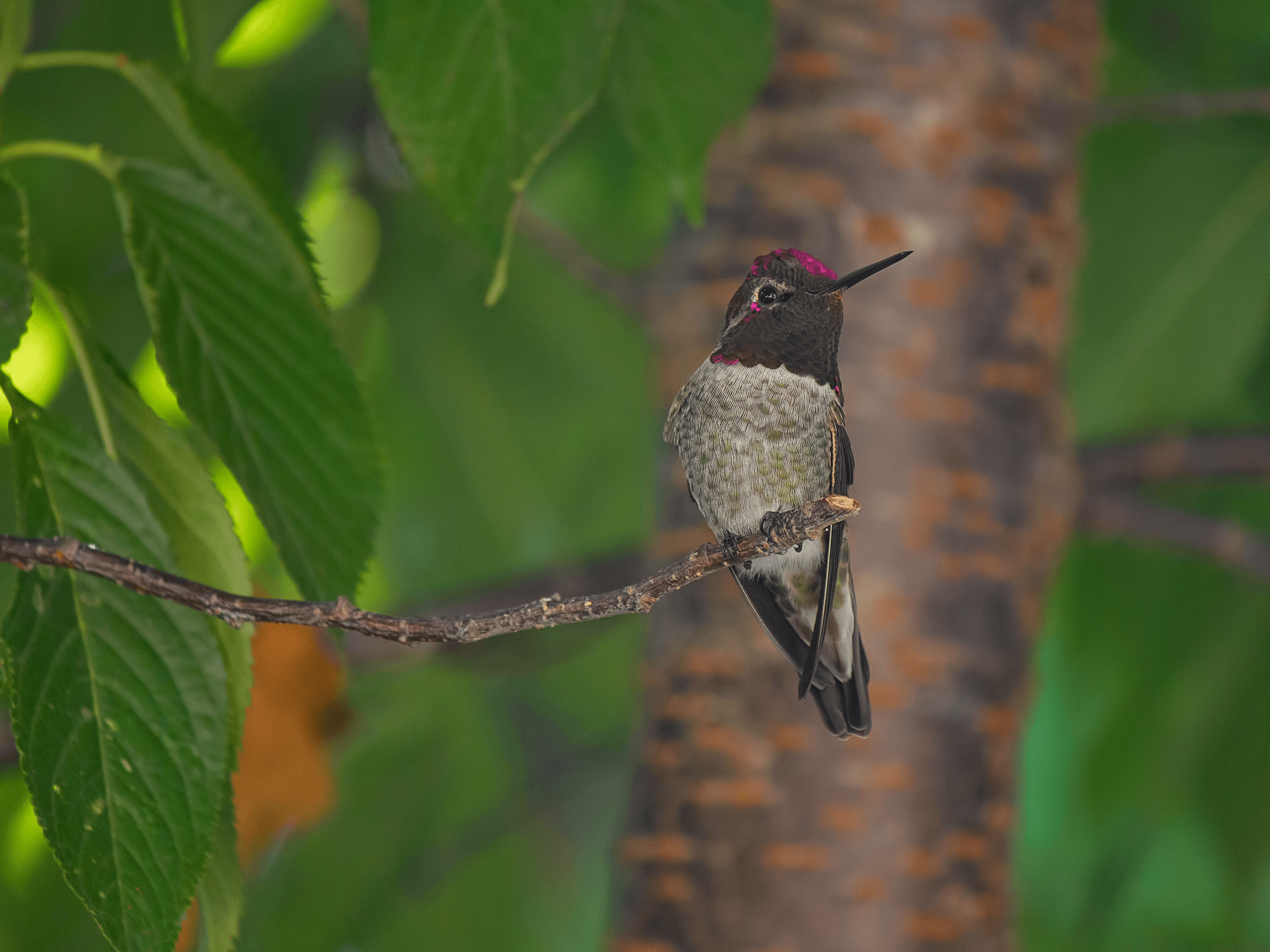 Anna's Hummingbird Perched on Branch